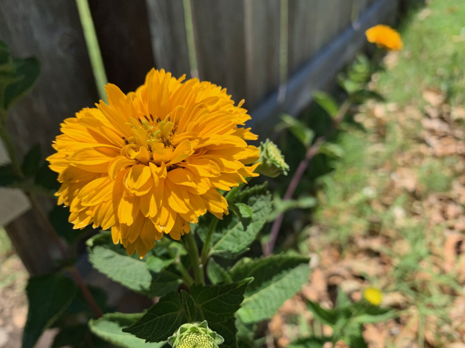 iPhone XS back dual camera 4.25mm f/1.8 sample photo. Yellow, flowers, nature photography