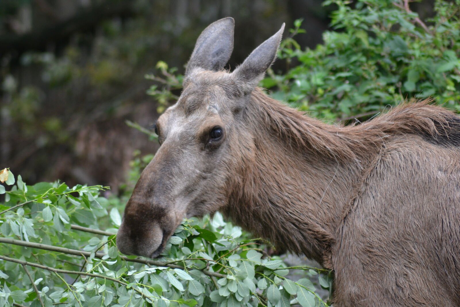 Nikon D3100 sample photo. Canada, close, up, view photography