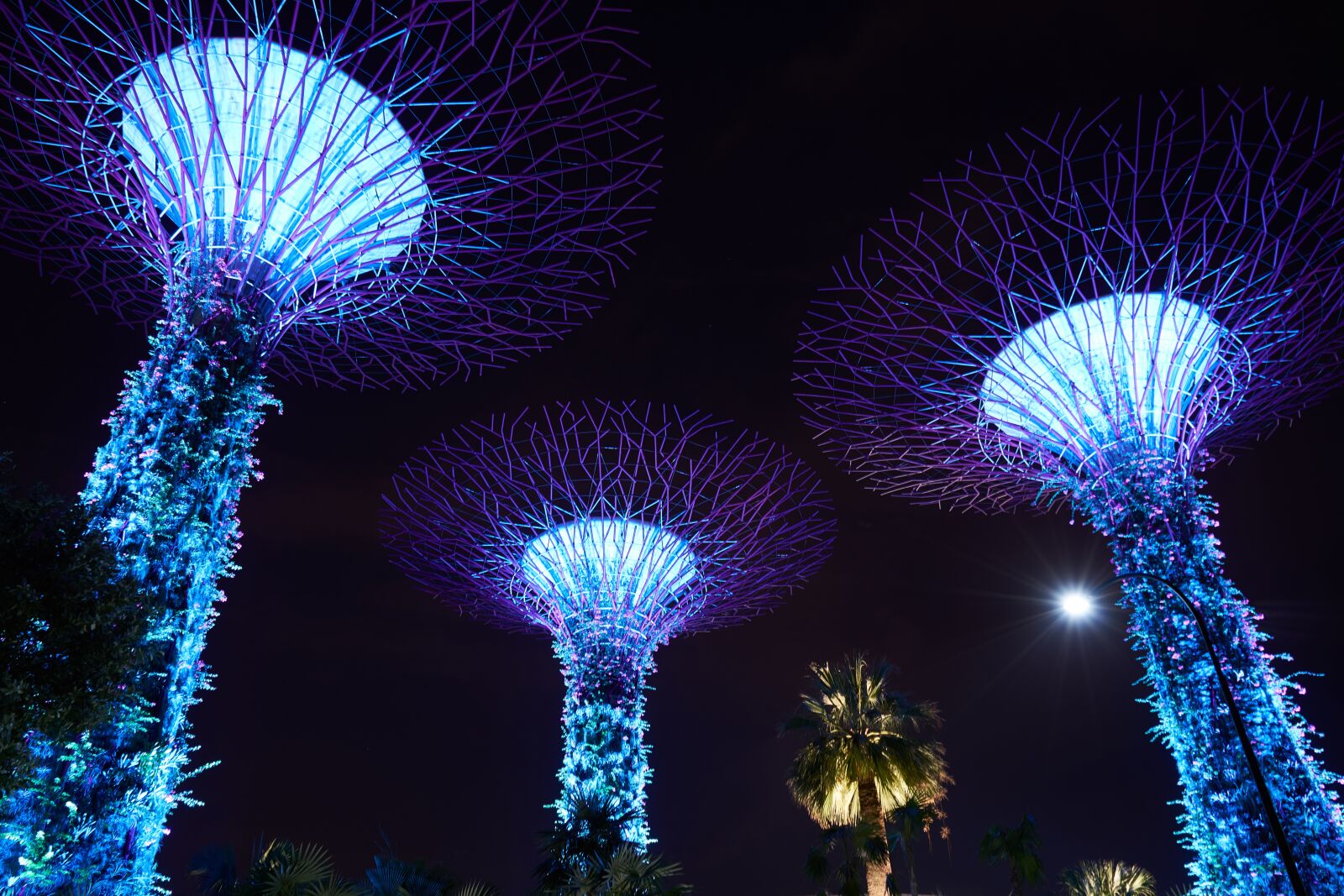 Sony a7R II sample photo. Botanical, park, night photography