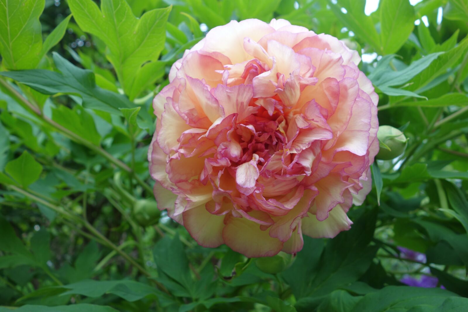 Sony Cyber-shot DSC-RX100 sample photo. Peony, tree peony, garden photography