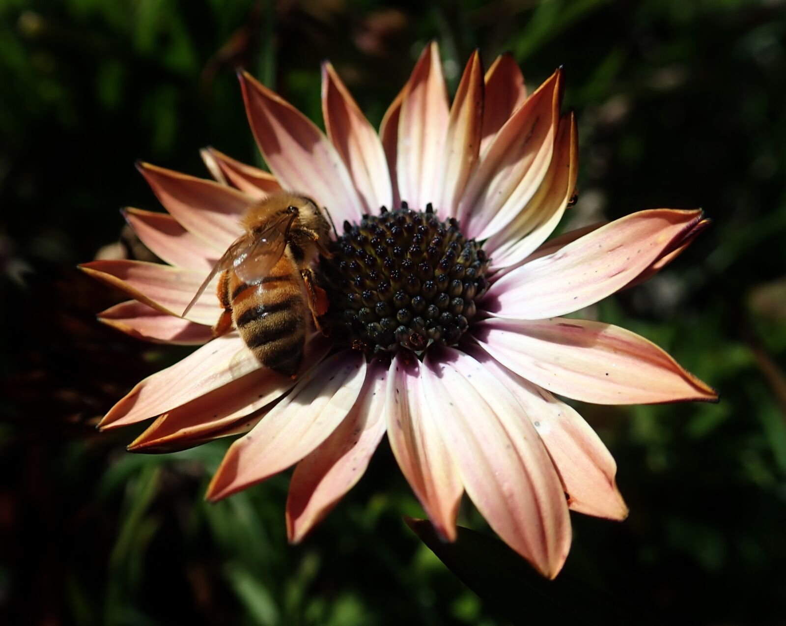 Olympus TG-5 sample photo. Bee, insect, flower photography