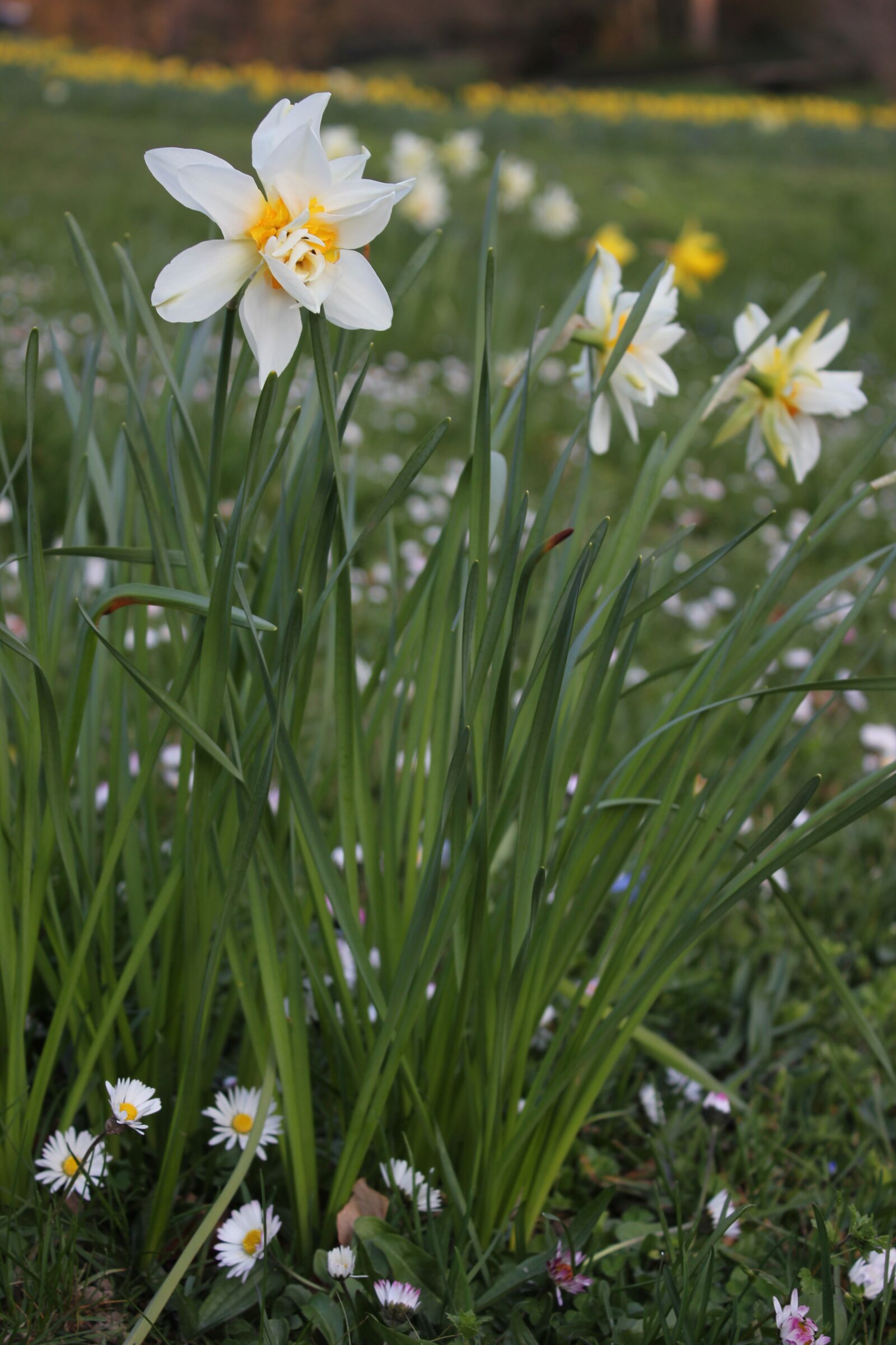 Canon EOS 550D (EOS Rebel T2i / EOS Kiss X4) sample photo. Daffodils, daisy, easter photography