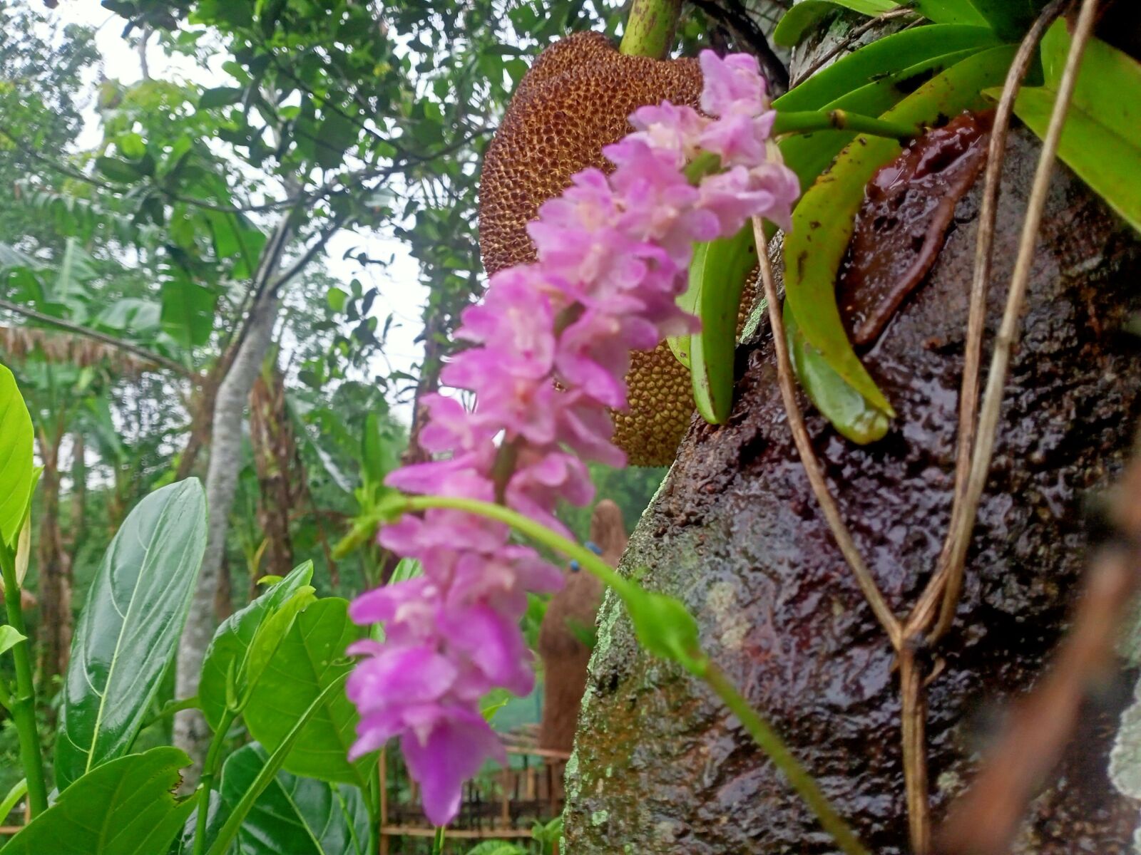 Realme C3 sample photo. Wild flower, flower, assamese photography