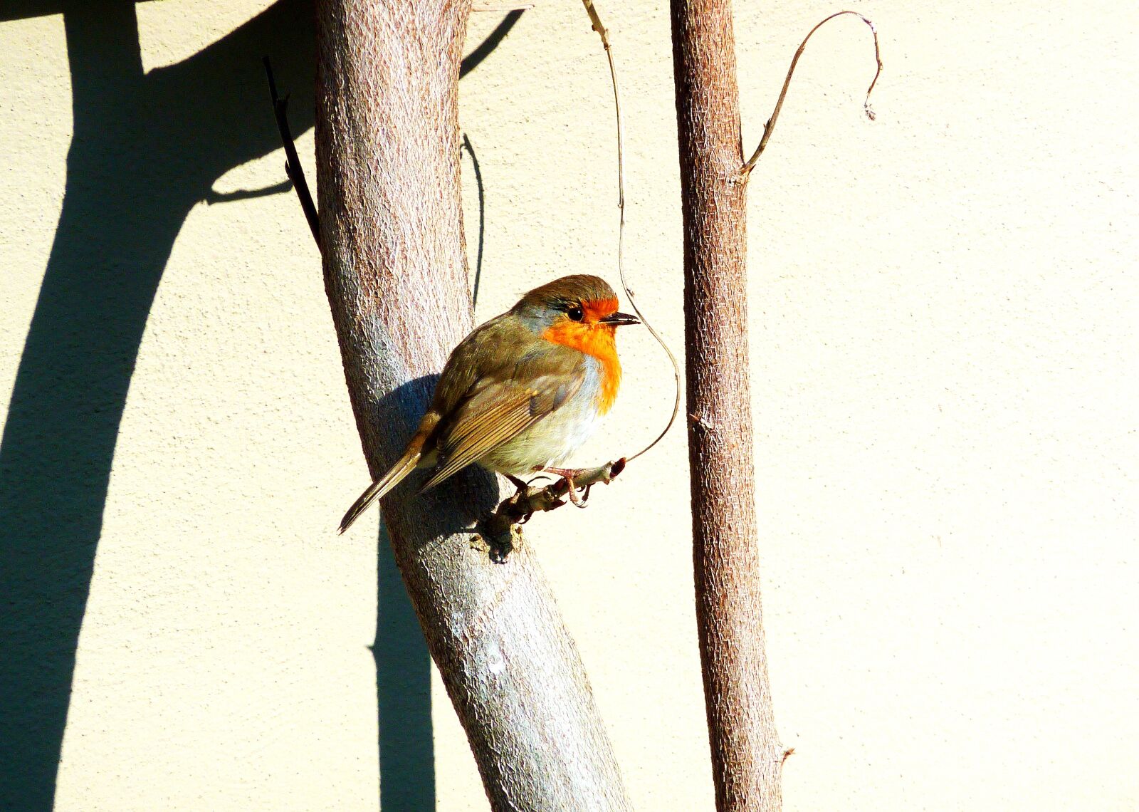 Panasonic DMC-TZ7 sample photo. Autumn, red, robin photography