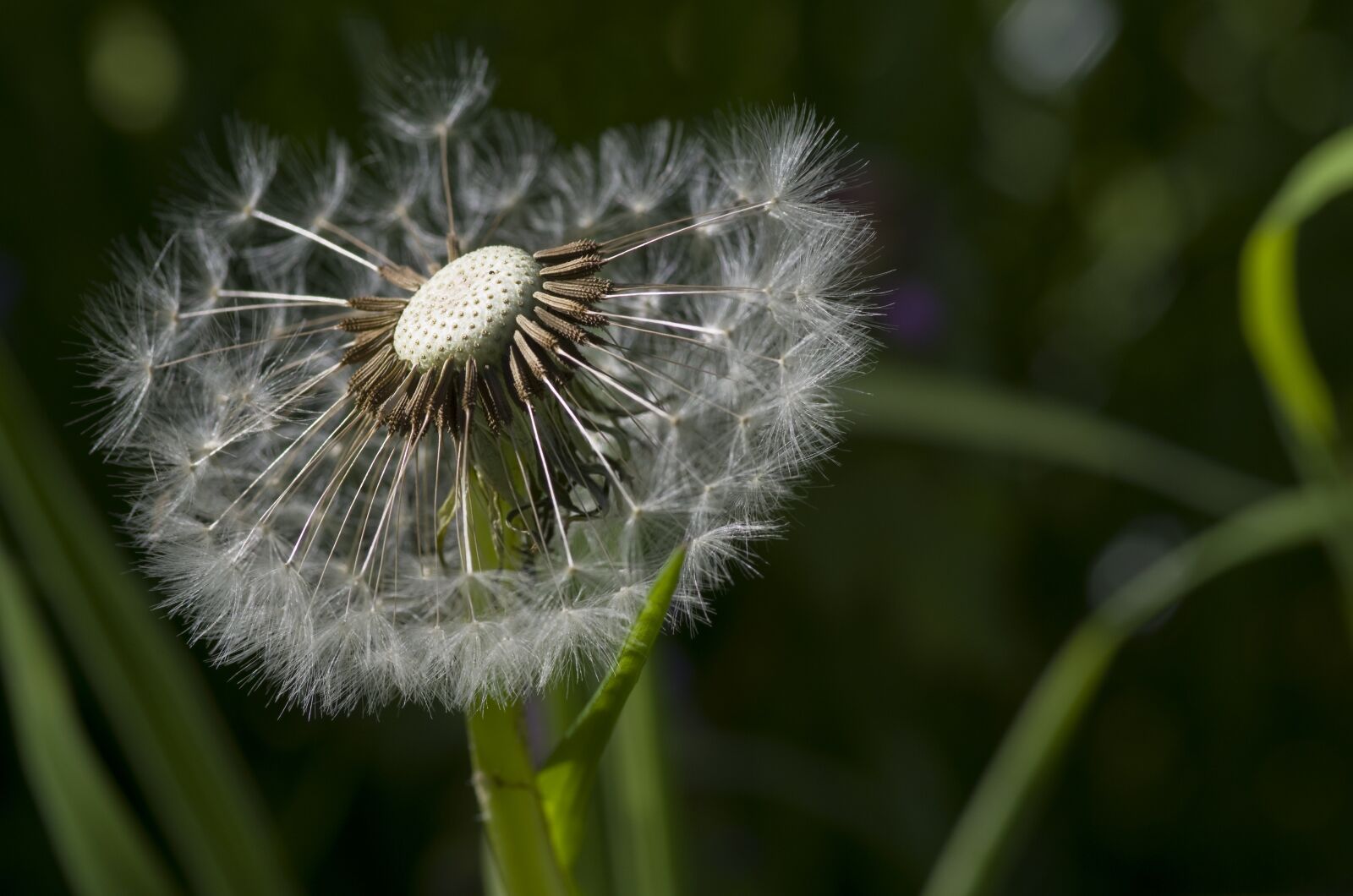 Pentax K-30 sample photo. Dandelion, flower meadow, meadow photography