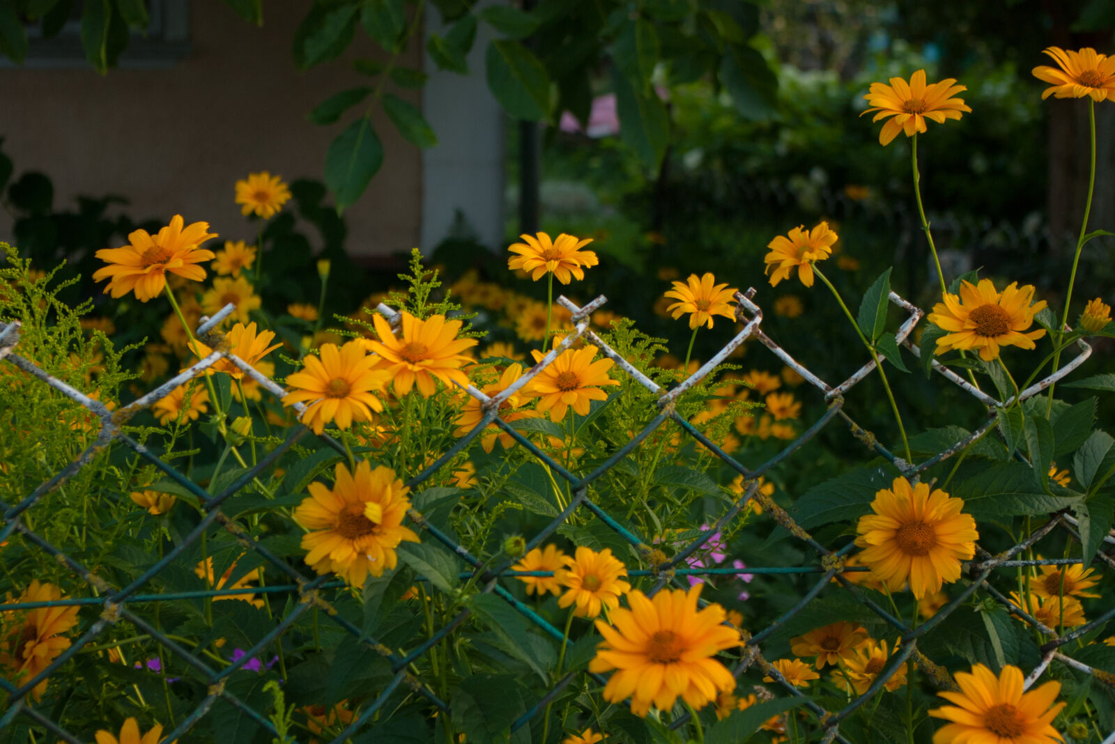Pentax *ist DS sample photo