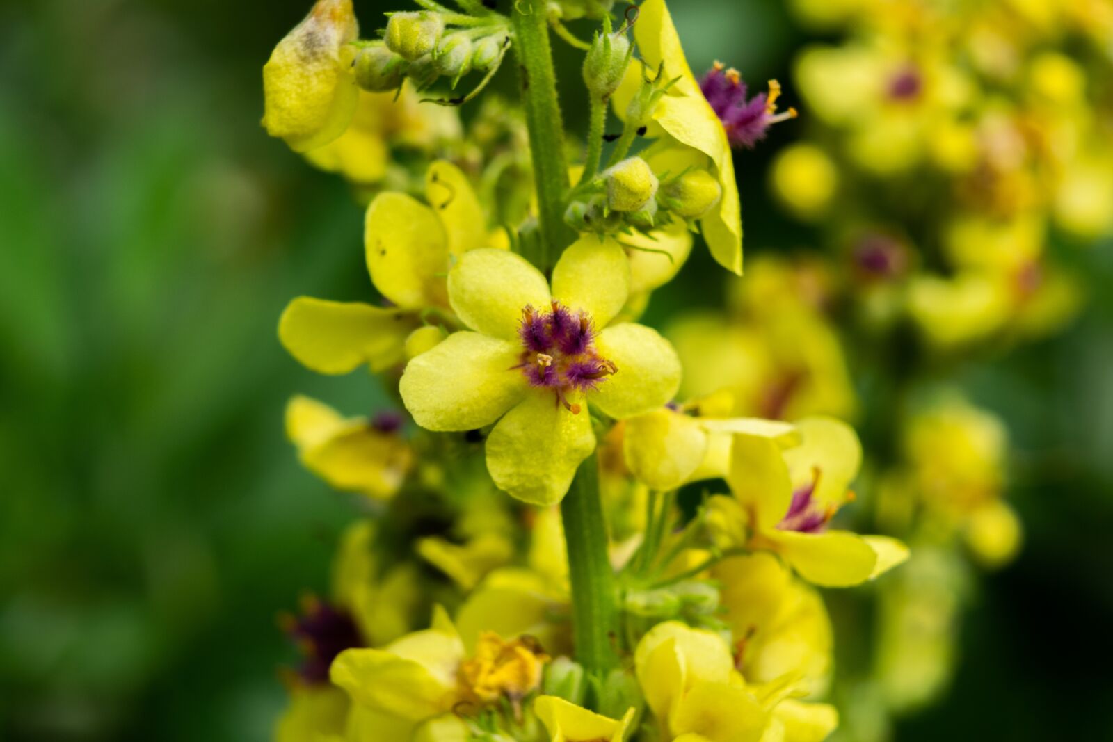 Nikon D3300 sample photo. Flowers, inflorescence, bloom photography