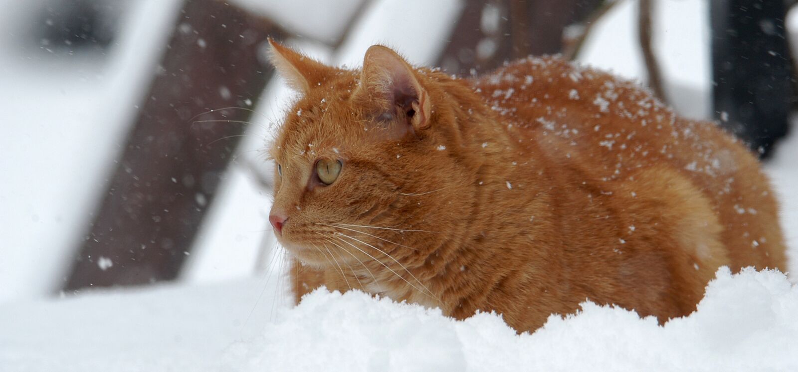 Nikon D100 sample photo. Cat, red cat, snow photography