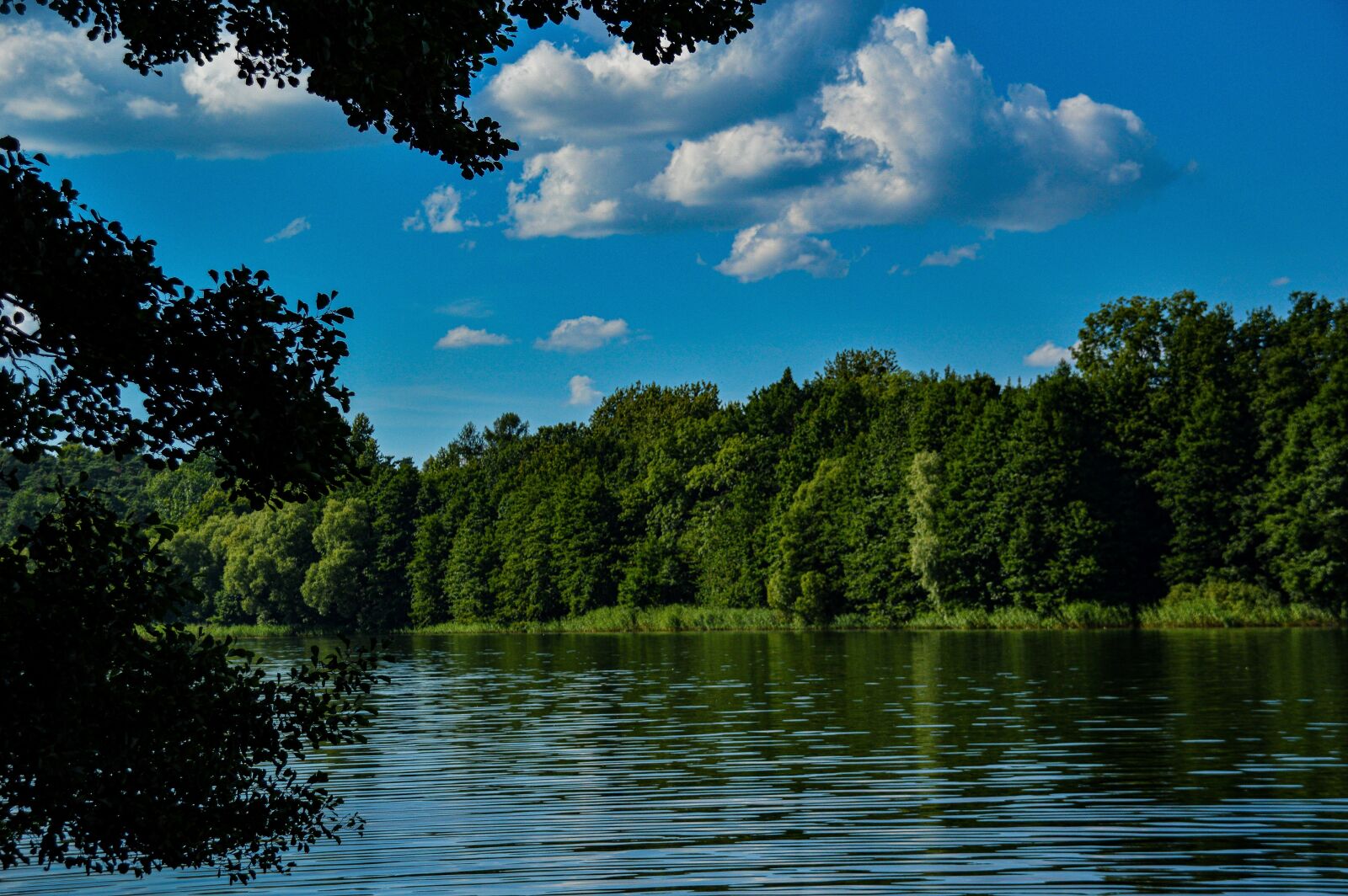 Nikon D3200 sample photo. Forest, lake, trees photography