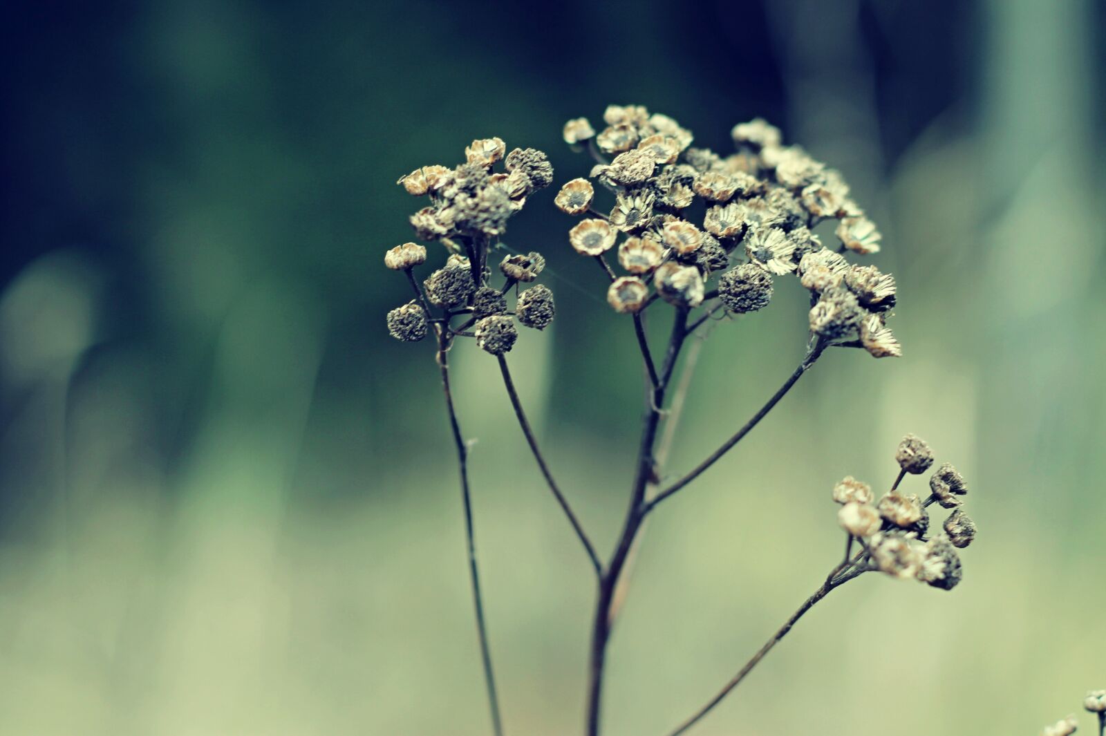 Canon EOS 1100D (EOS Rebel T3 / EOS Kiss X50) + Canon EF 50mm F1.8 II sample photo. Autumn, flower, drought photography
