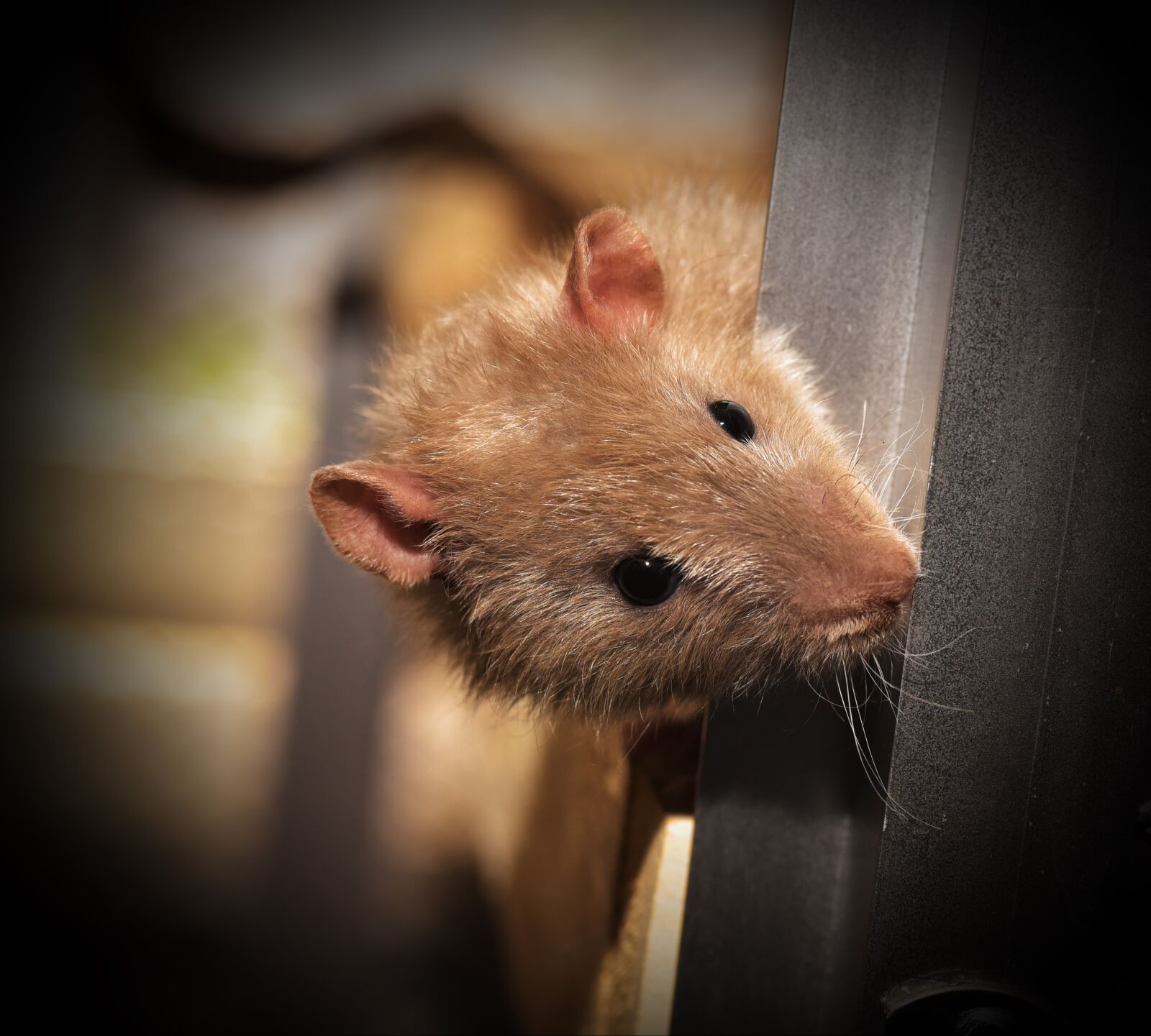Nikon D750 sample photo. Rat, color rat, rodent photography
