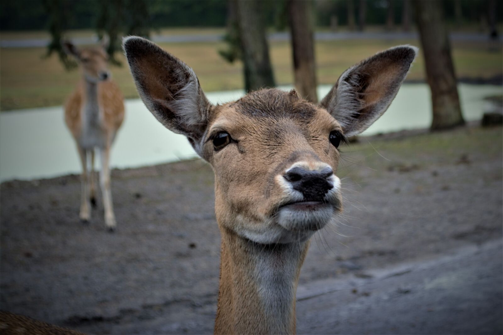 Nikon D5200 sample photo. Roe deer, curious, head photography