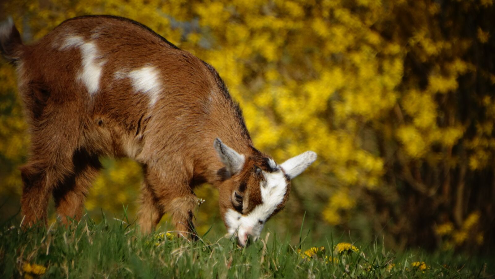 Sony Cyber-shot DSC-HX300 sample photo. Goats, goat, flowers photography