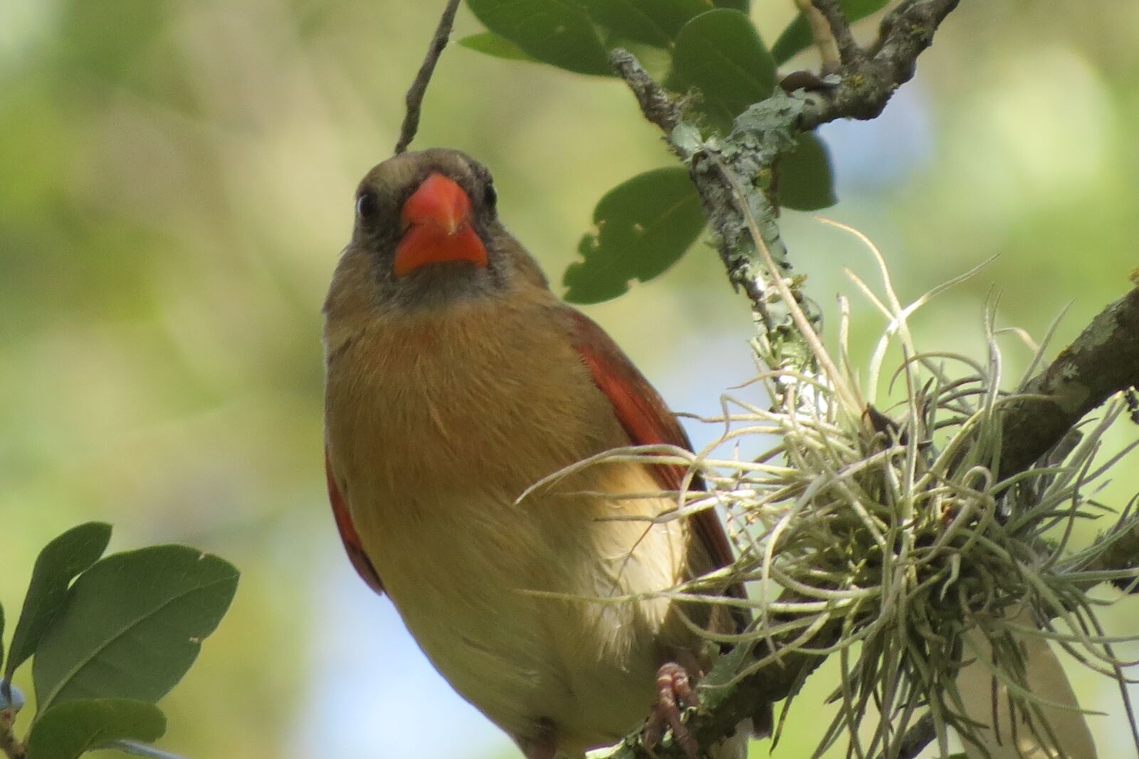 Canon PowerShot SX50 HS sample photo. Bird, colorful, tree photography