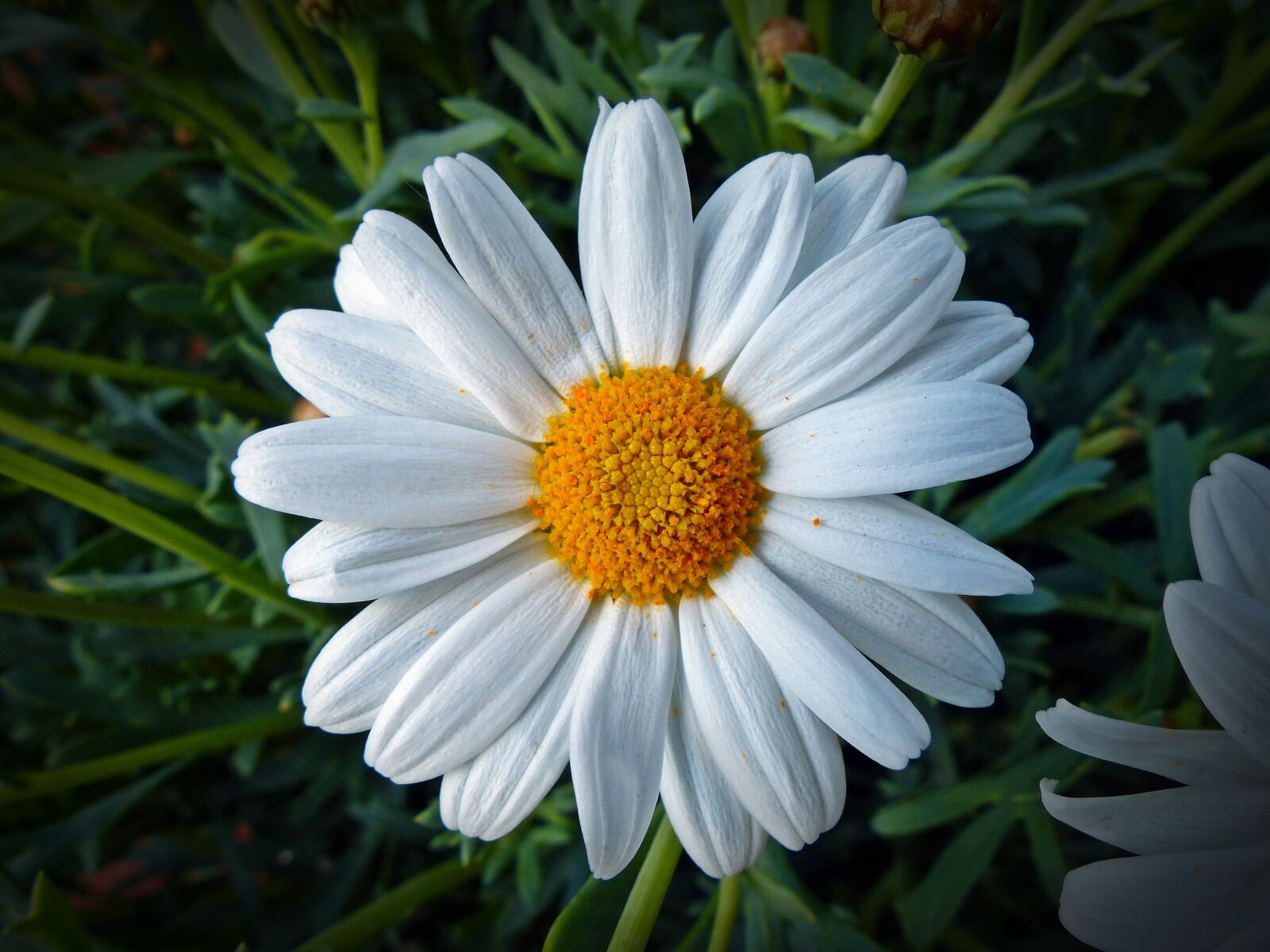Panasonic Lumix DMC-FZ200 sample photo. Marguerite, flower, blossom photography