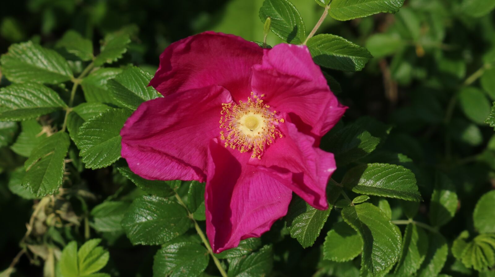 Canon EOS 750D (EOS Rebel T6i / EOS Kiss X8i) sample photo. Brambles, rose photography