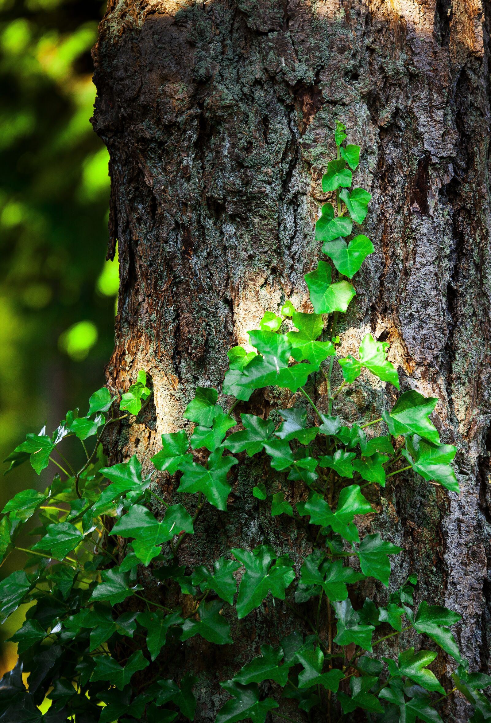 Canon EOS 5D Mark II sample photo. Gardens, rest, nature photography