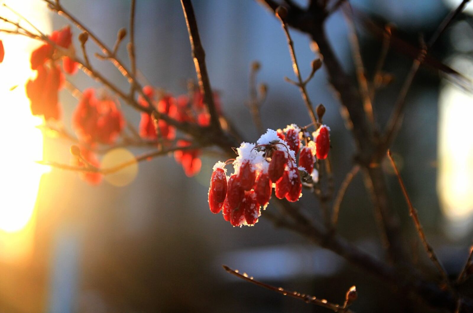 Canon EOS 60D sample photo. Winter, cornus, fruit photography