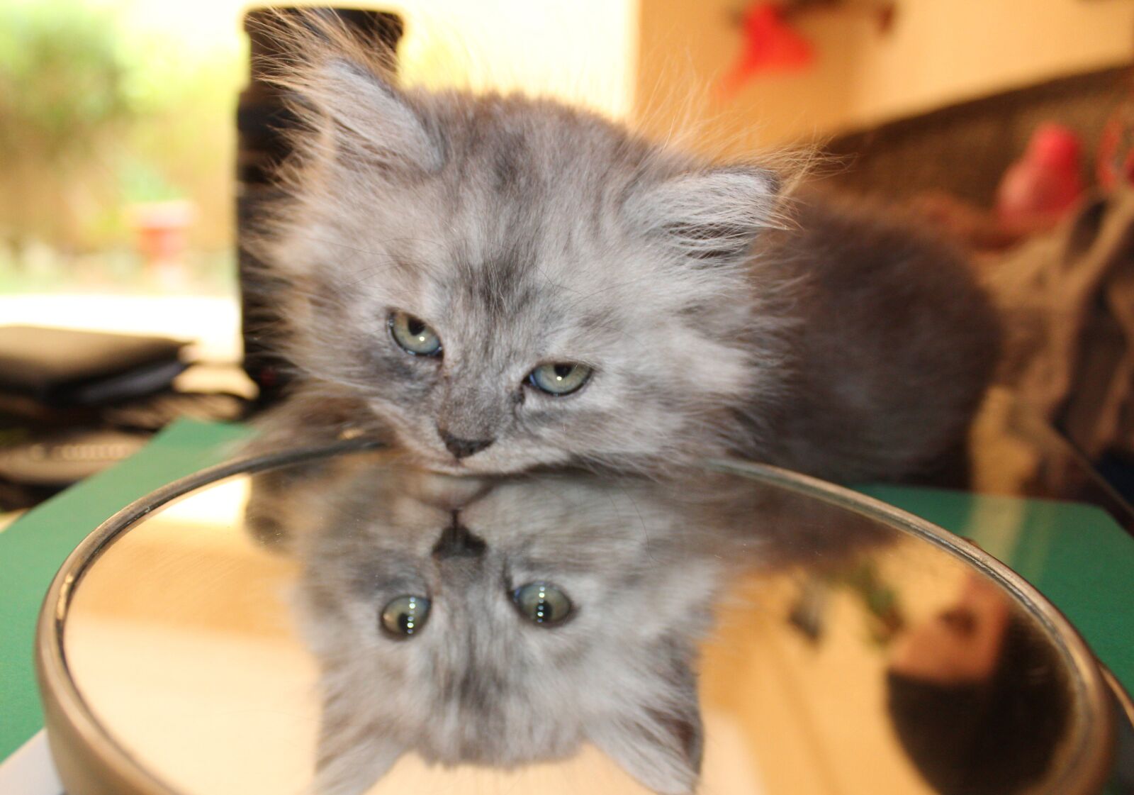 Canon EOS 1300D (EOS Rebel T6 / EOS Kiss X80) sample photo. Cat, persian, pets photography