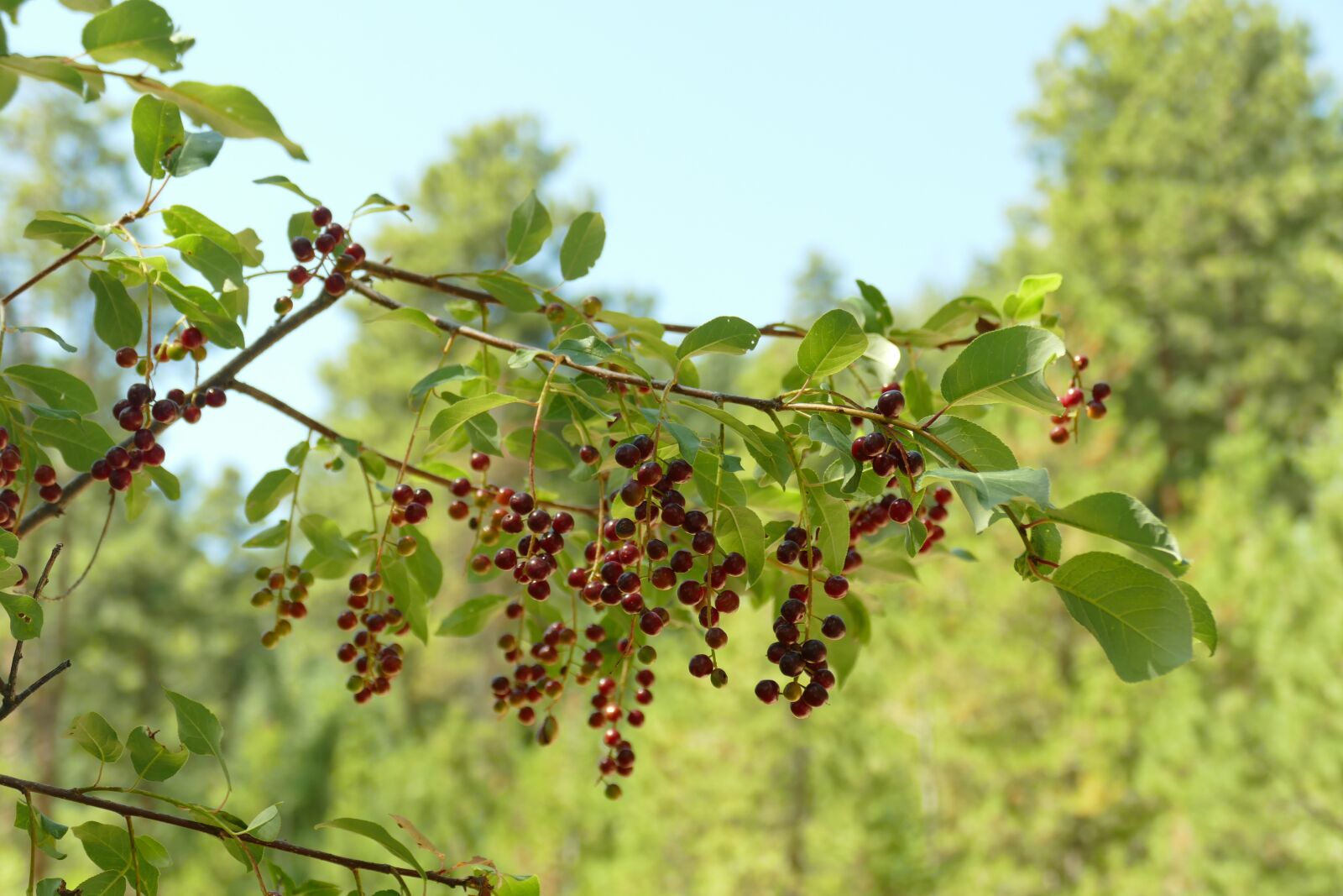 Panasonic Lumix DMC-FZ1000 sample photo. Chokecherries, ripe chokecherries, chokecherry photography