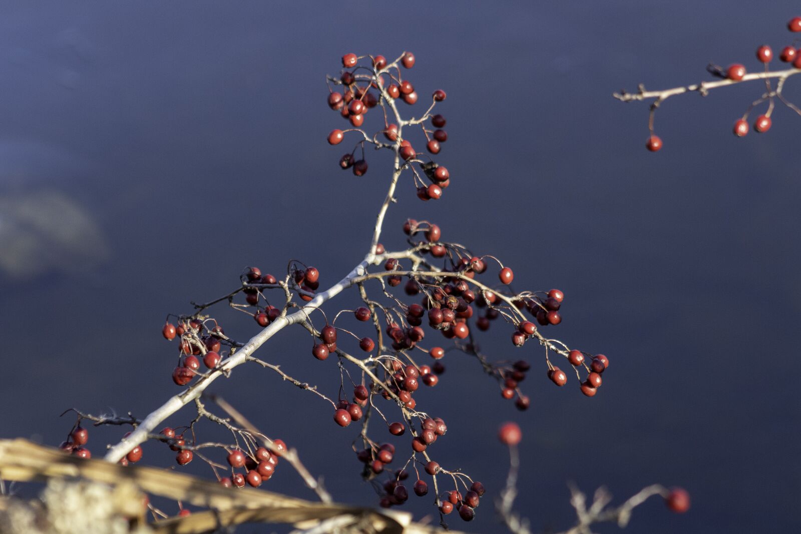 Canon EF75-300mm f/4-5.6 sample photo. Hawthorn, bush, shrub photography