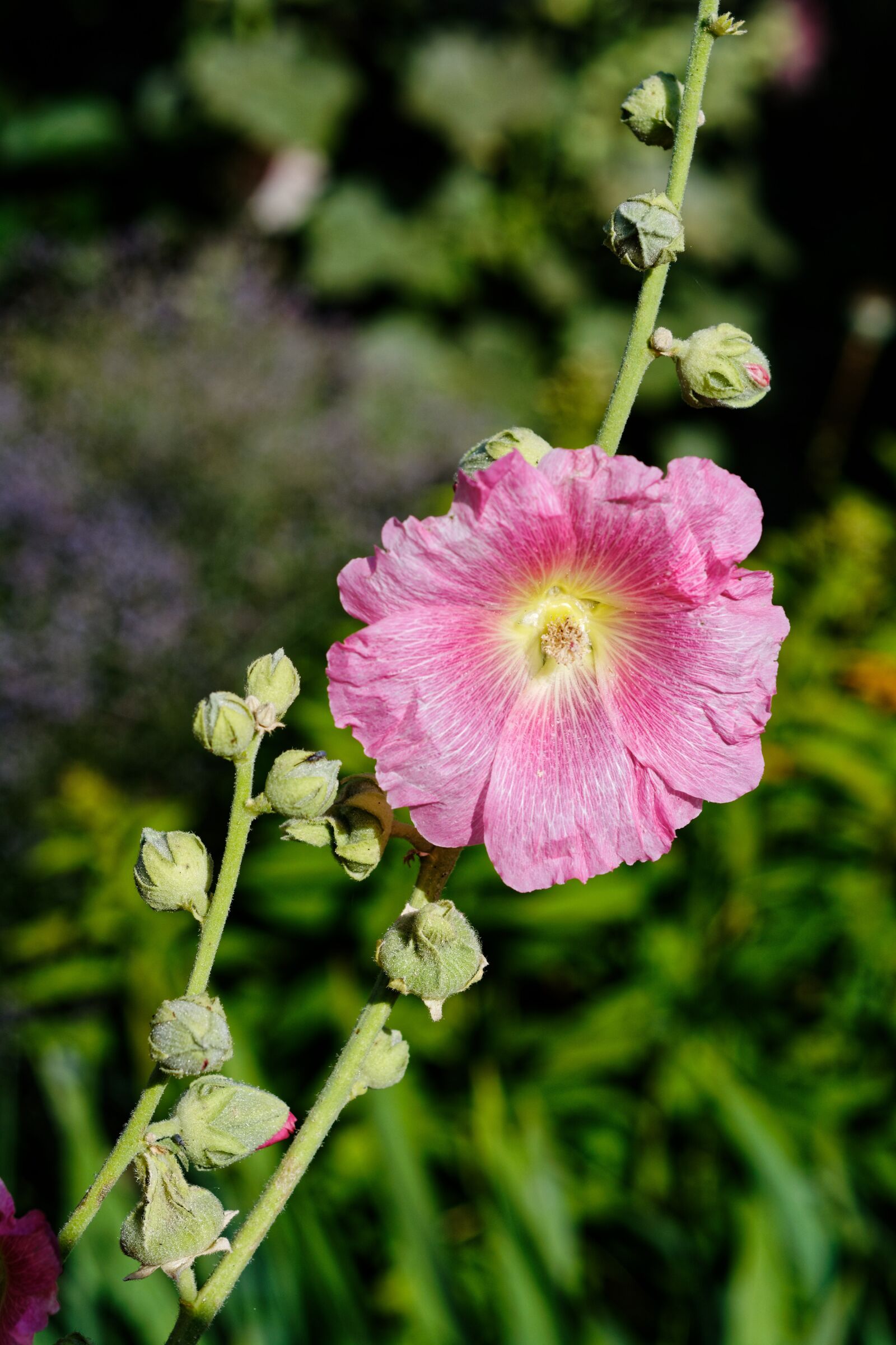 Nikon D5200 sample photo. Mallow, flower, pink photography