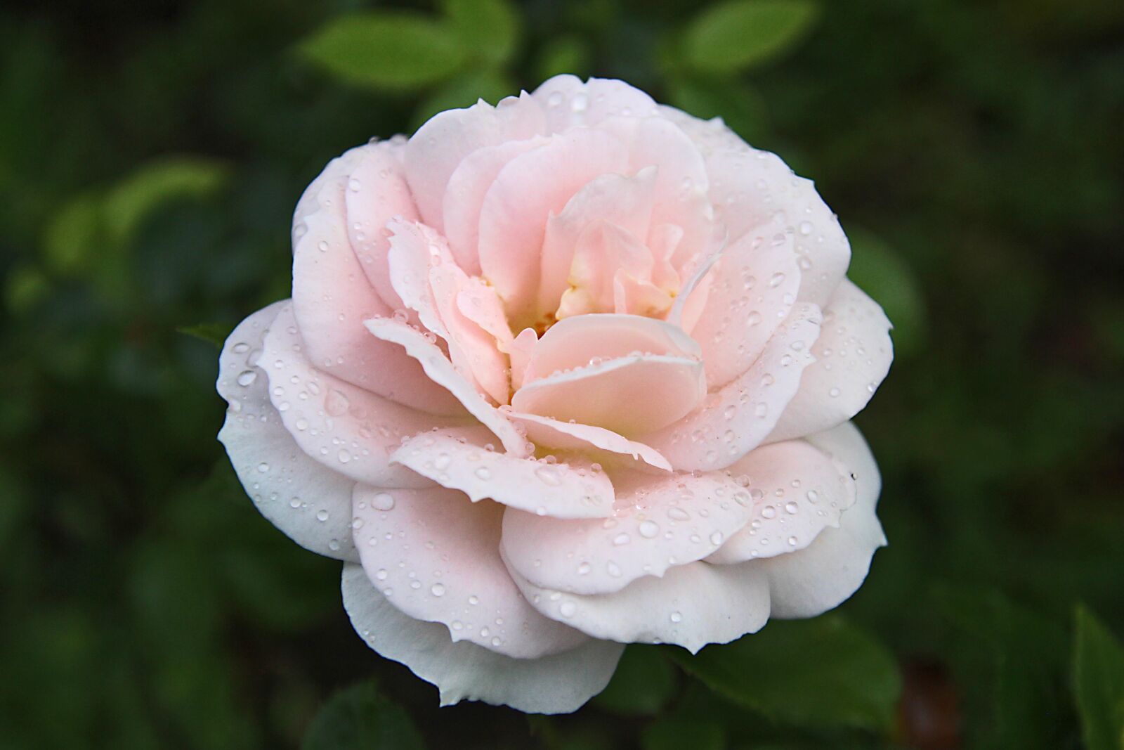 Canon EOS 700D (EOS Rebel T5i / EOS Kiss X7i) sample photo. Rose, flower, nature photography
