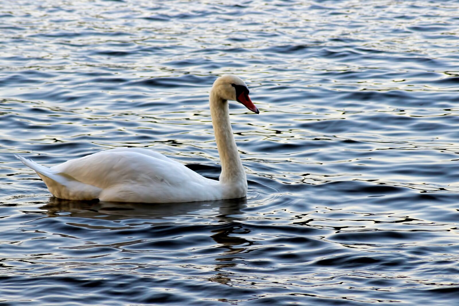 Canon EOS 600D (Rebel EOS T3i / EOS Kiss X5) sample photo. Swan, swans, evening sun photography
