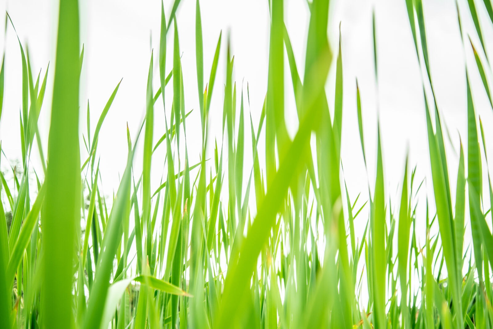 Nikon D600 sample photo. Green, grass, field photography