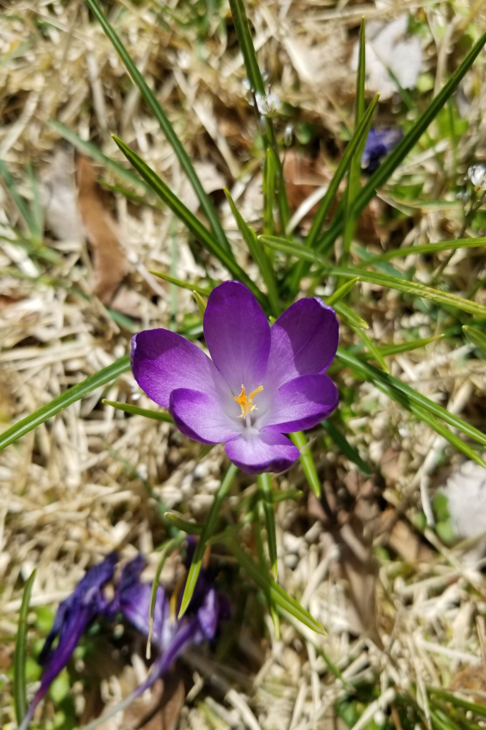 Samsung Galaxy S8 sample photo. Crocus, flower, bloom photography