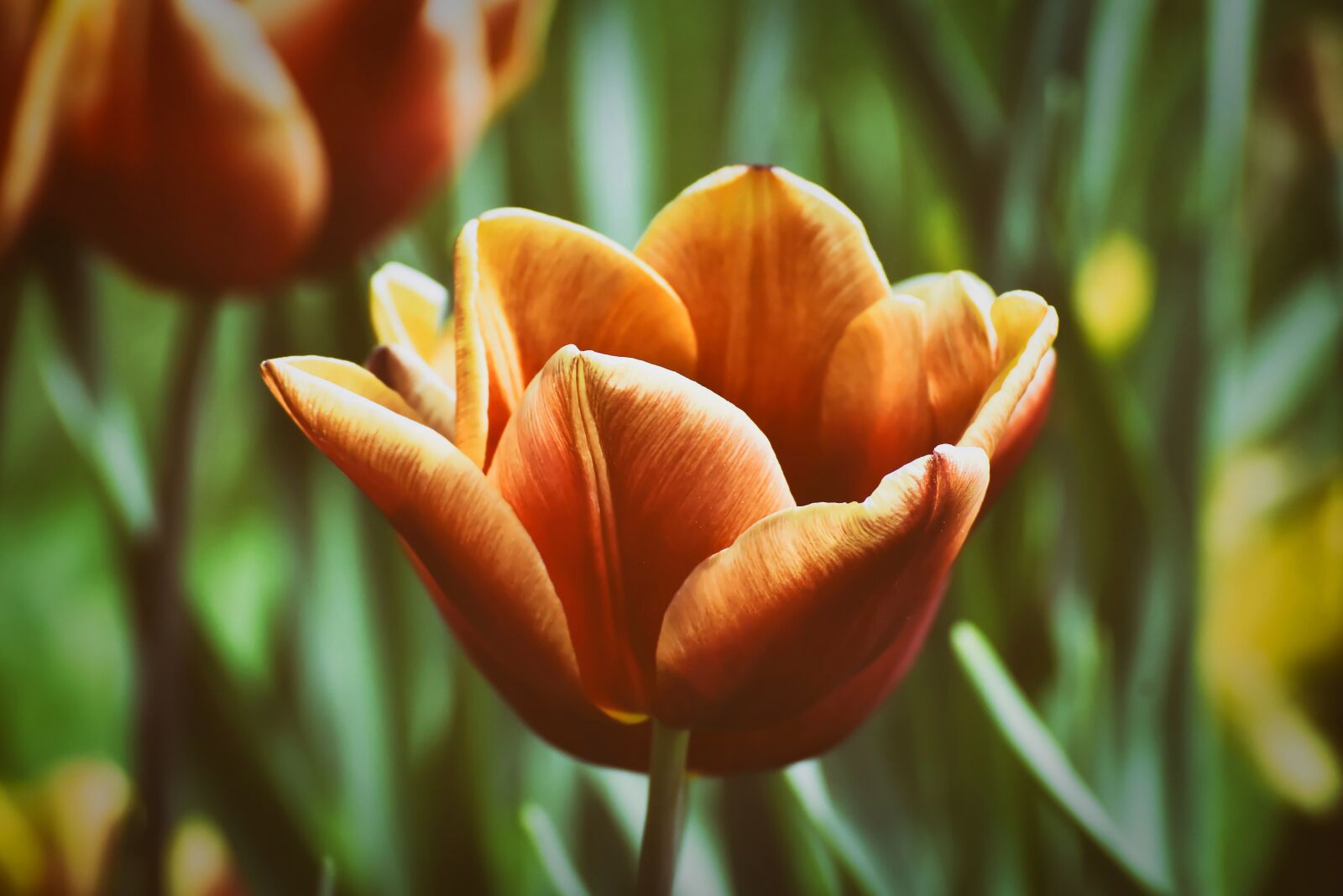 Nikon D7200 sample photo. Tulips, flowers, colorful photography