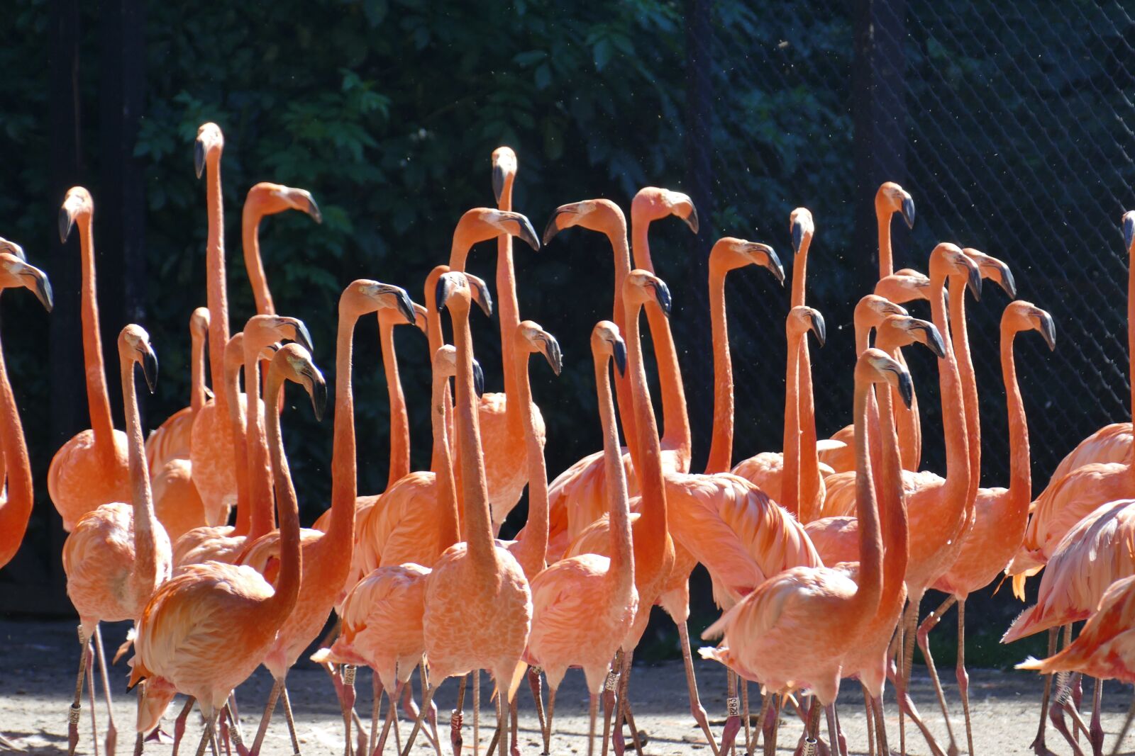Panasonic Lumix DMC-FZ1000 sample photo. Flamingo, water, wing photography