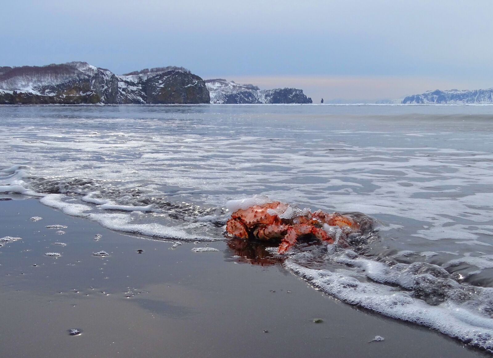 Sony DSC-HX400 sample photo. The pacific ocean, crab photography
