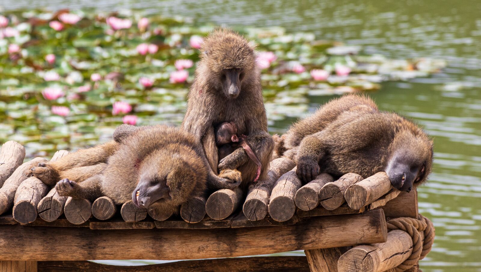 Canon EF 70-300 F4-5.6 IS II USM sample photo. Baboon, ape, primates photography