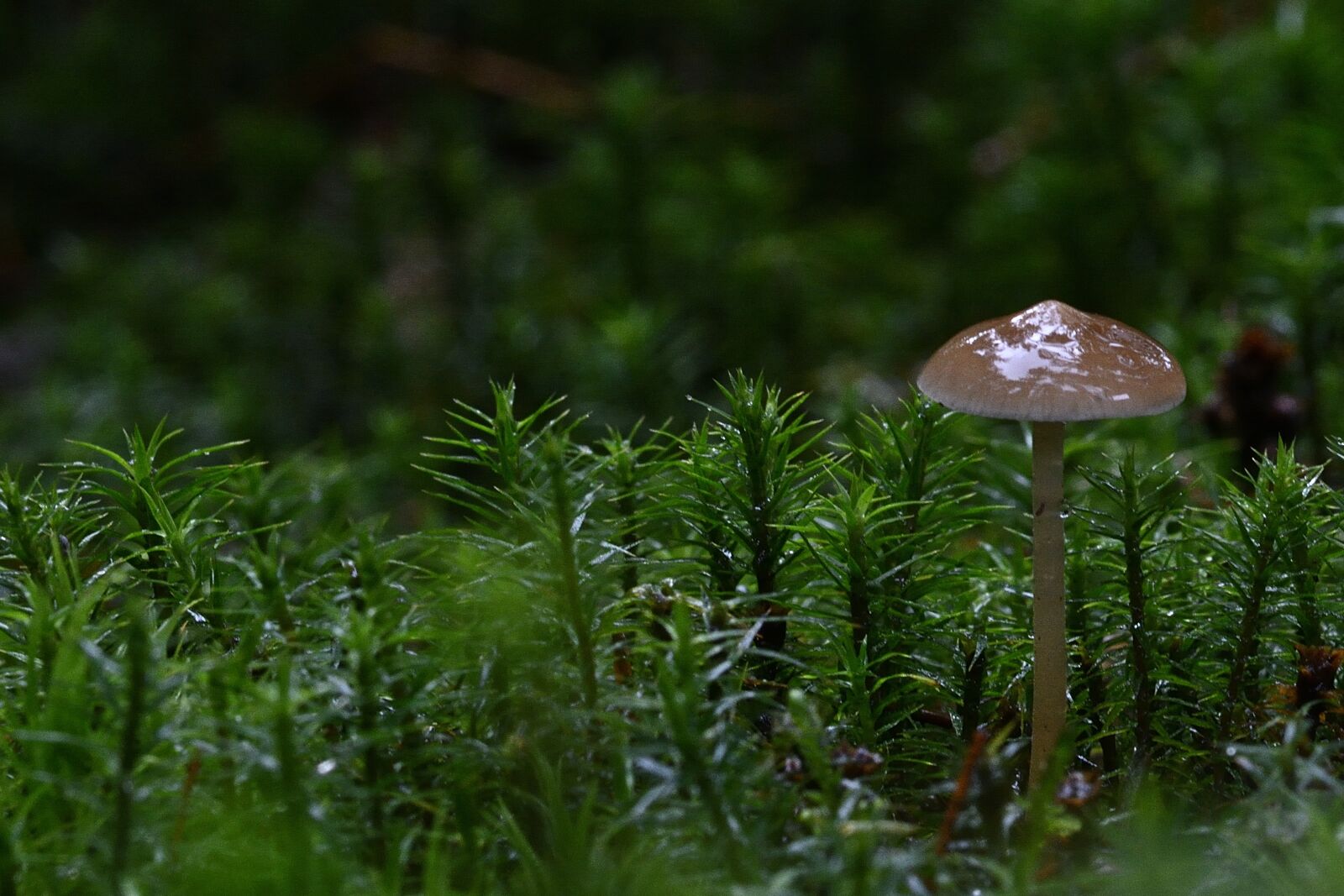 Nikon D5200 sample photo. Nature, small mushroom, moss photography
