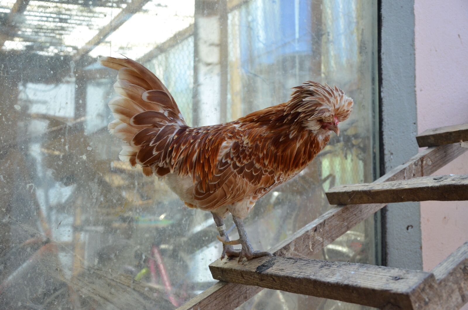Nikon D5100 sample photo. Chicken, brown, head photography