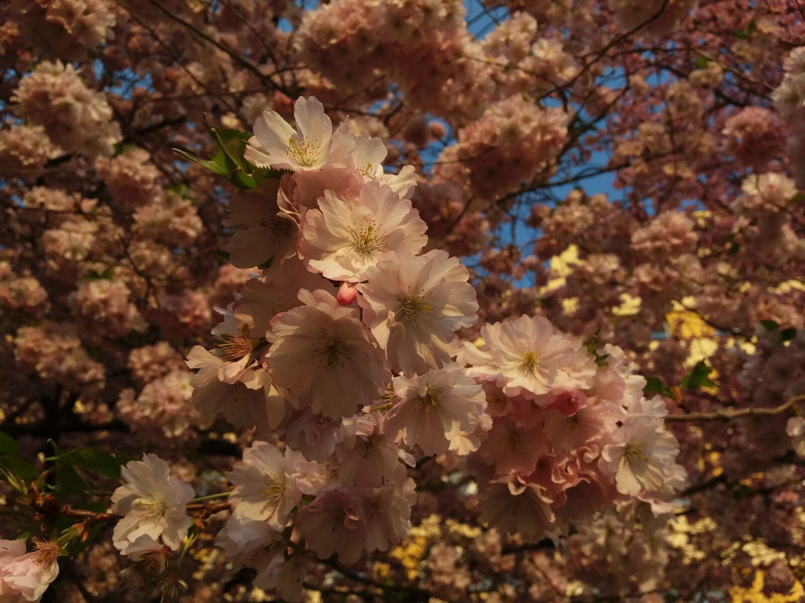 Samsung Galaxy J5 sample photo. Spring, tree, kvity photography