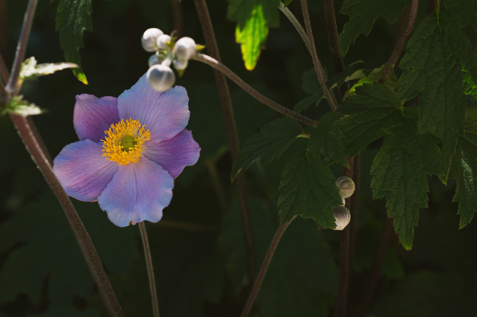 Nikon D7100 sample photo. Anemone, fall anemone, blossom photography
