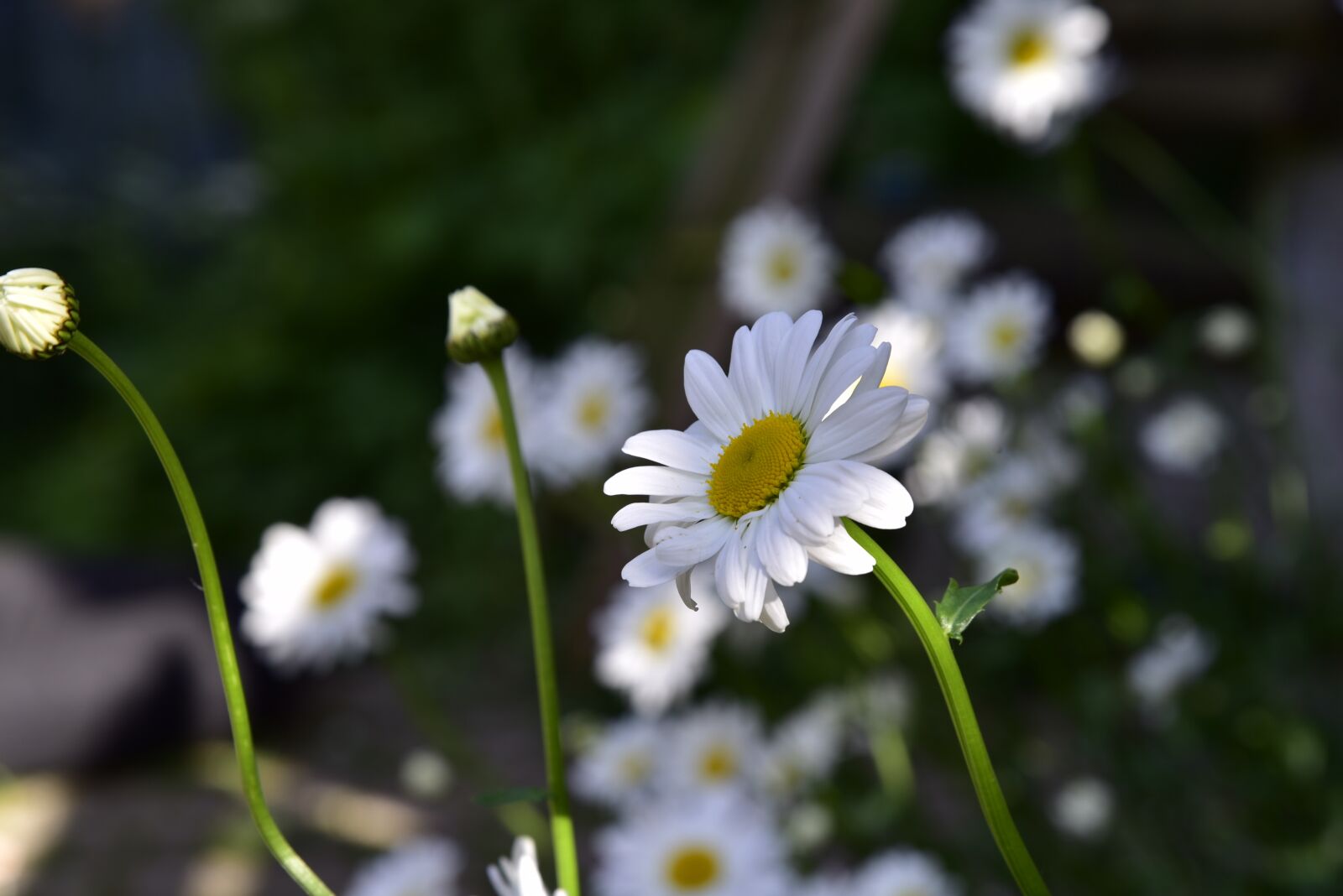 Nikon D750 sample photo. Daisy, flower, flowers photography