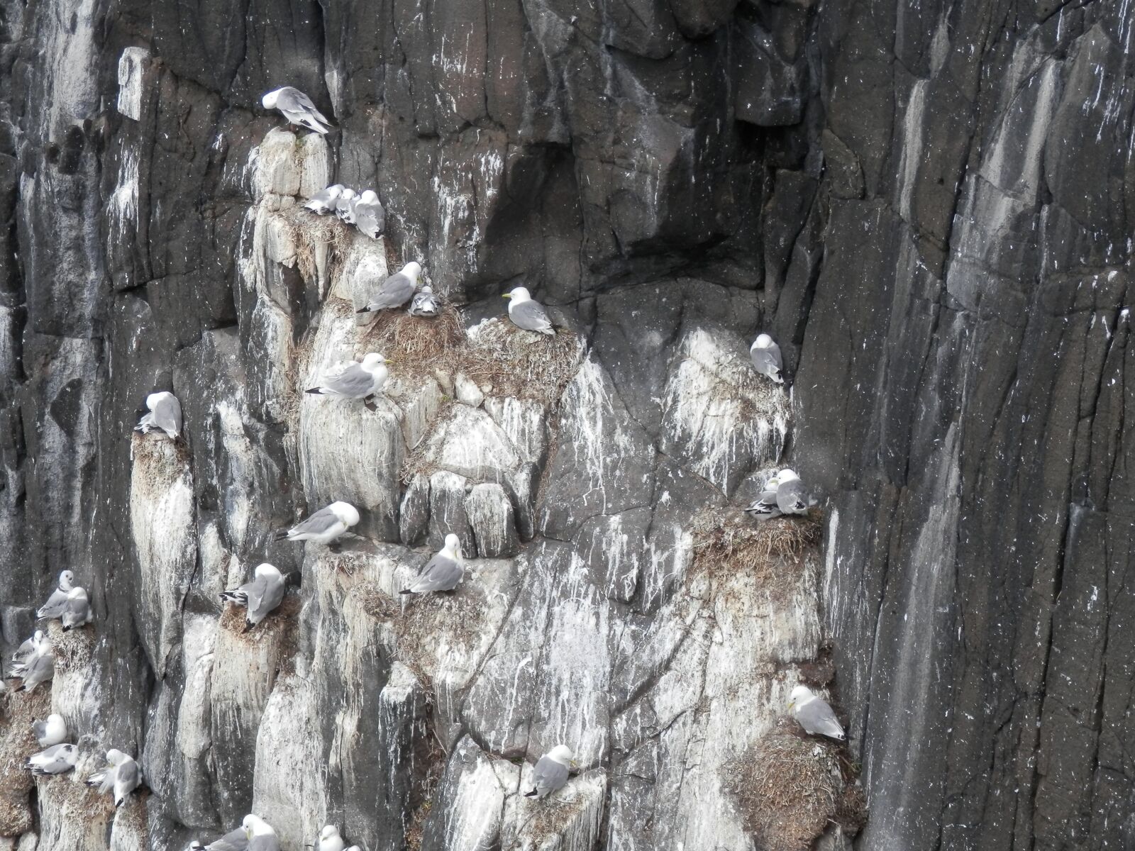 Olympus SZ-14 sample photo. Seagulls, nesting, sea gull photography