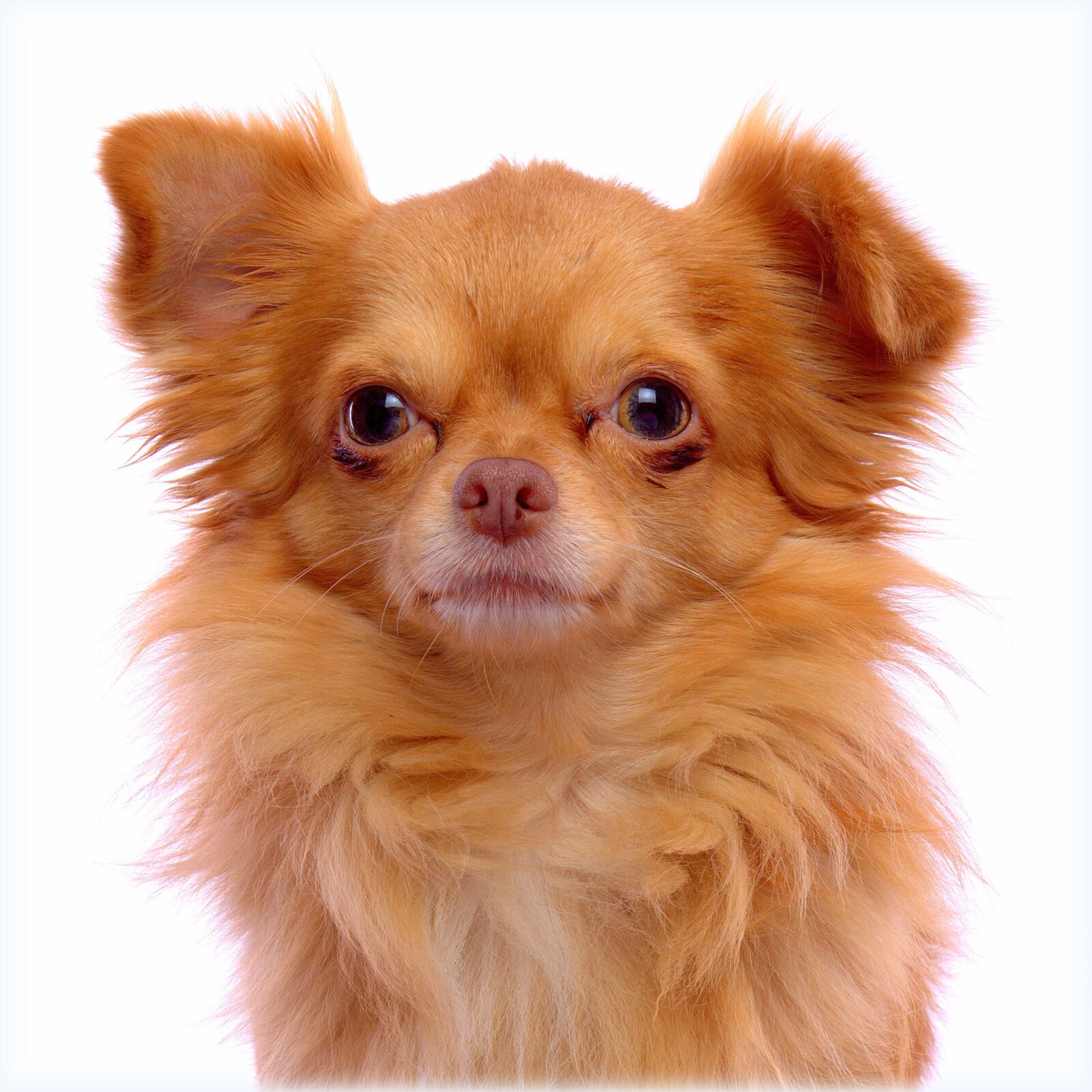 Canon EOS 50D sample photo. Ginger, dog, chihuahua photography