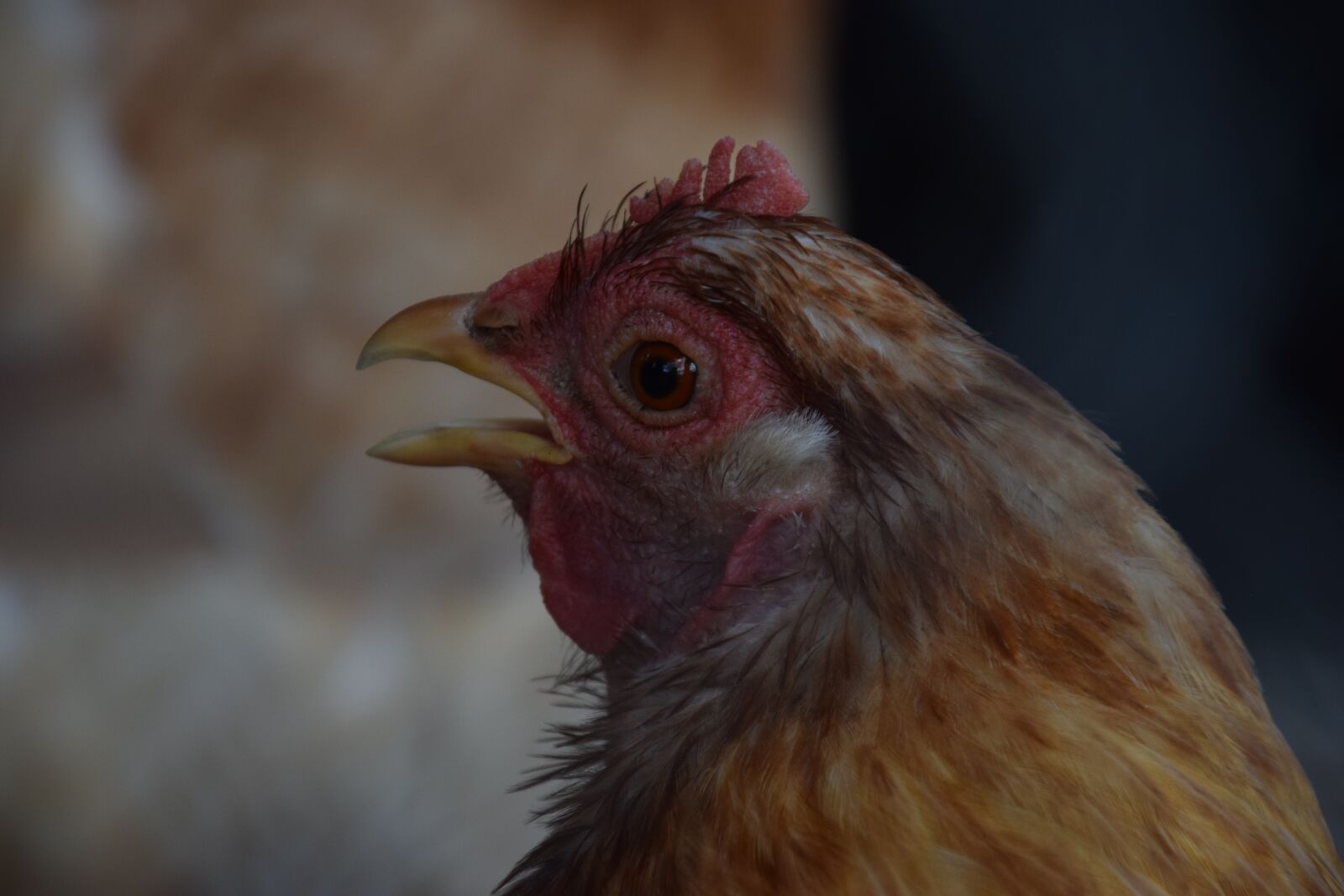 Nikon D5300 sample photo. Chicken, hen, animal photography