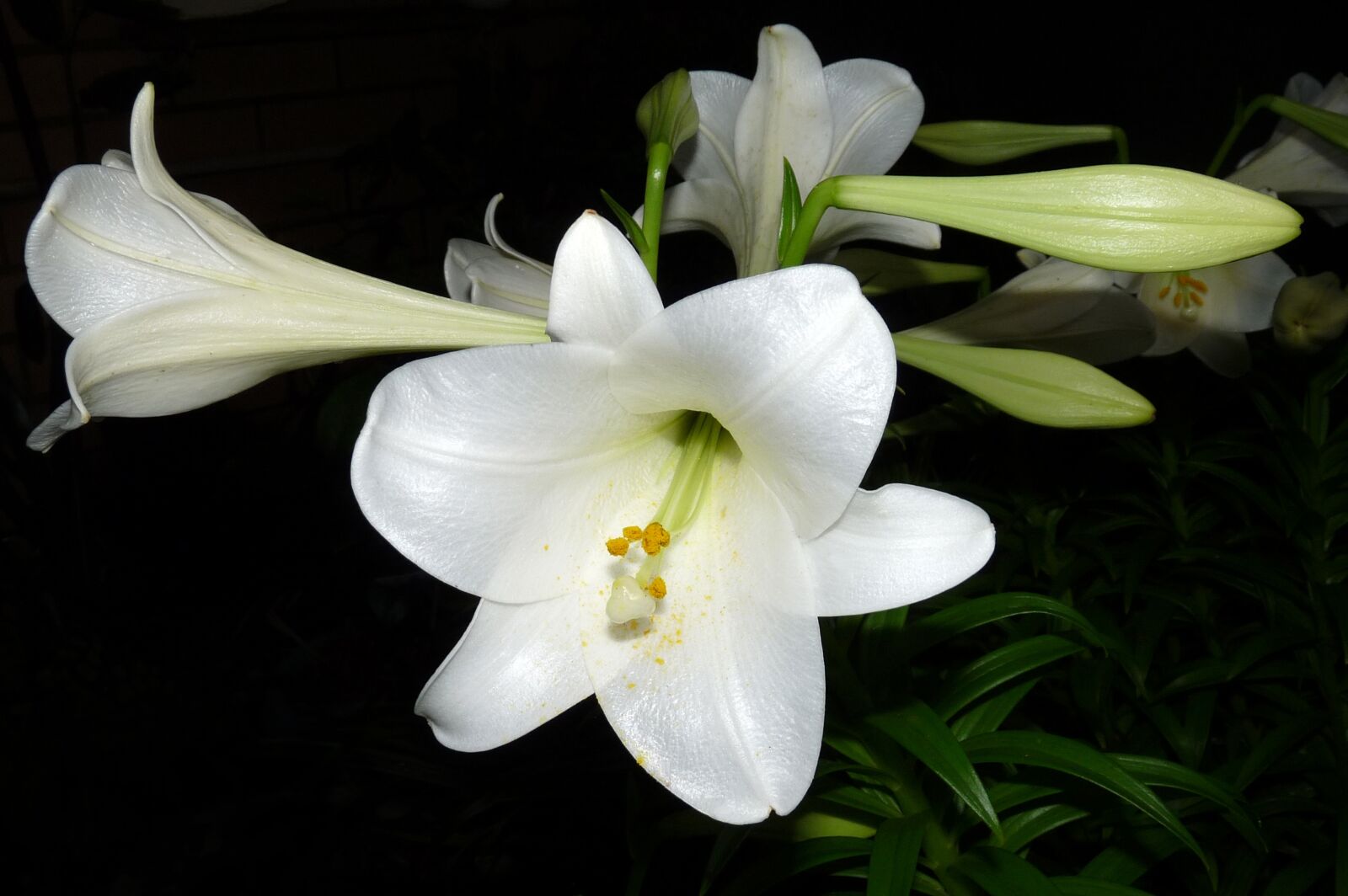 Panasonic Lumix DMC-FZ28 sample photo. Lily, flower, white photography