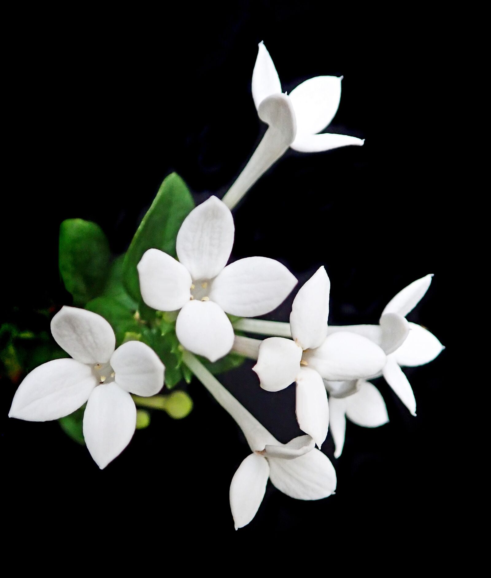 Olympus TG-5 sample photo. Flowers, white, bouvardia photography