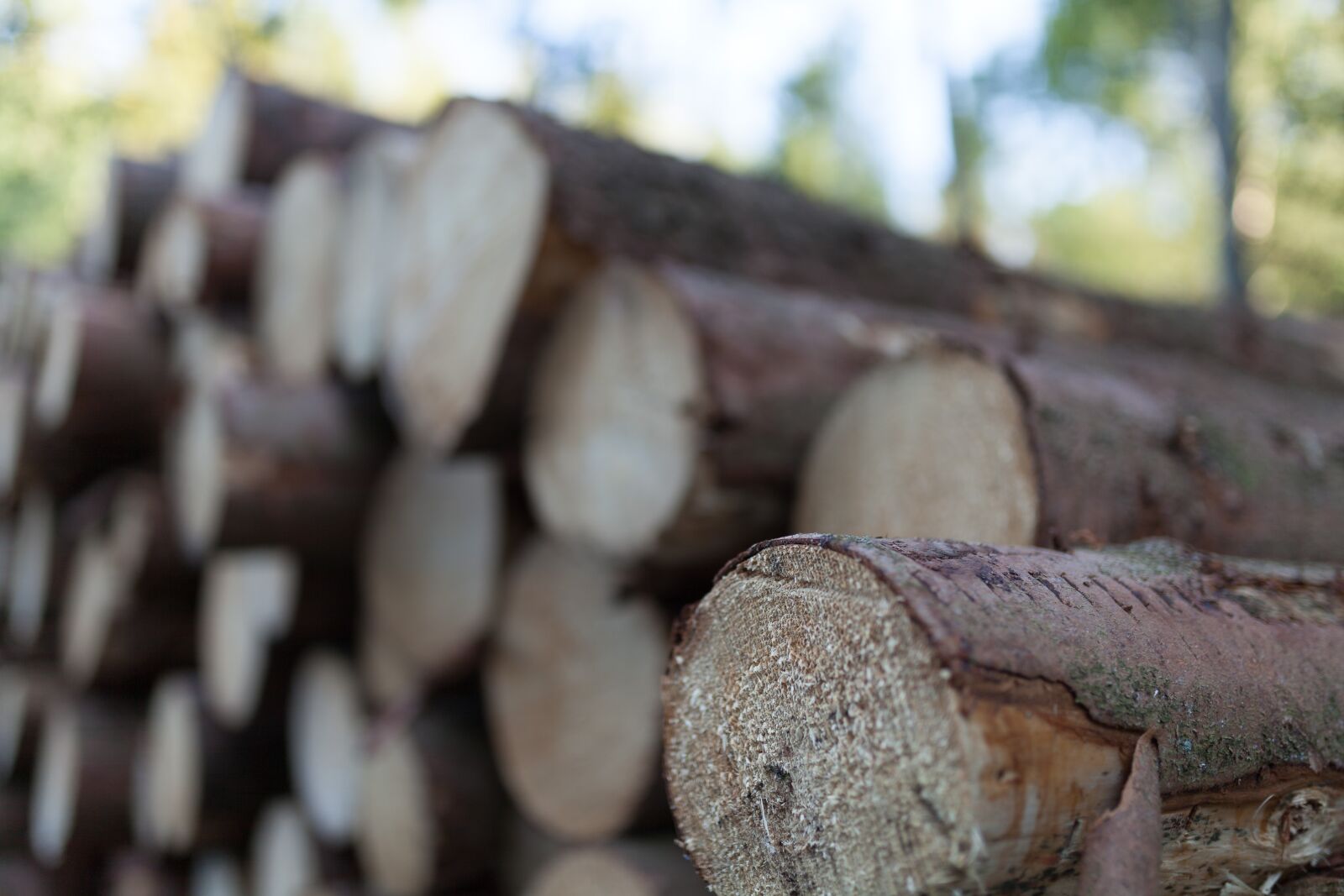 Canon EOS 5D Mark II sample photo. Wood, strains, log photography