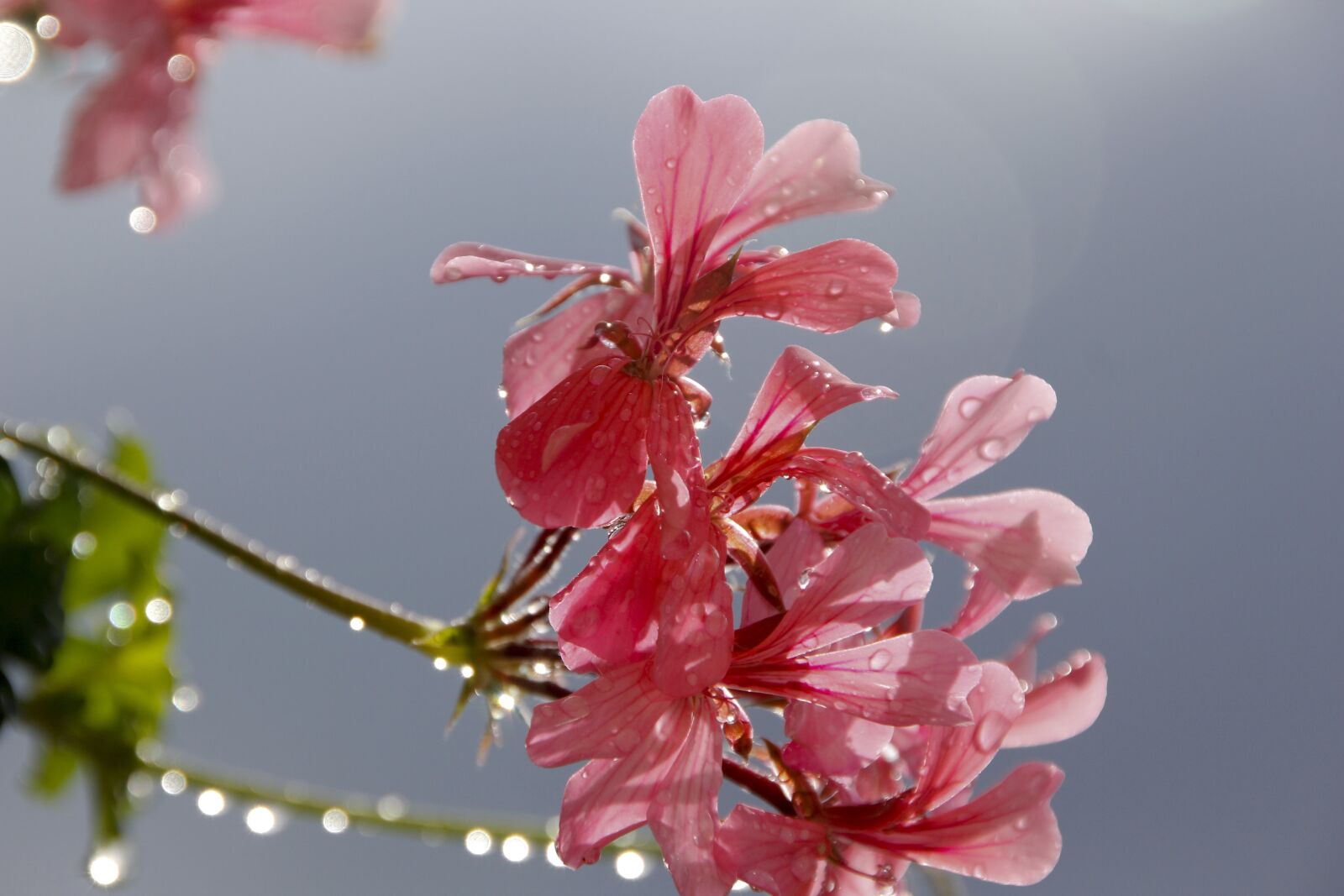 Canon EOS 60D sample photo. Geranium, flower, red flower photography