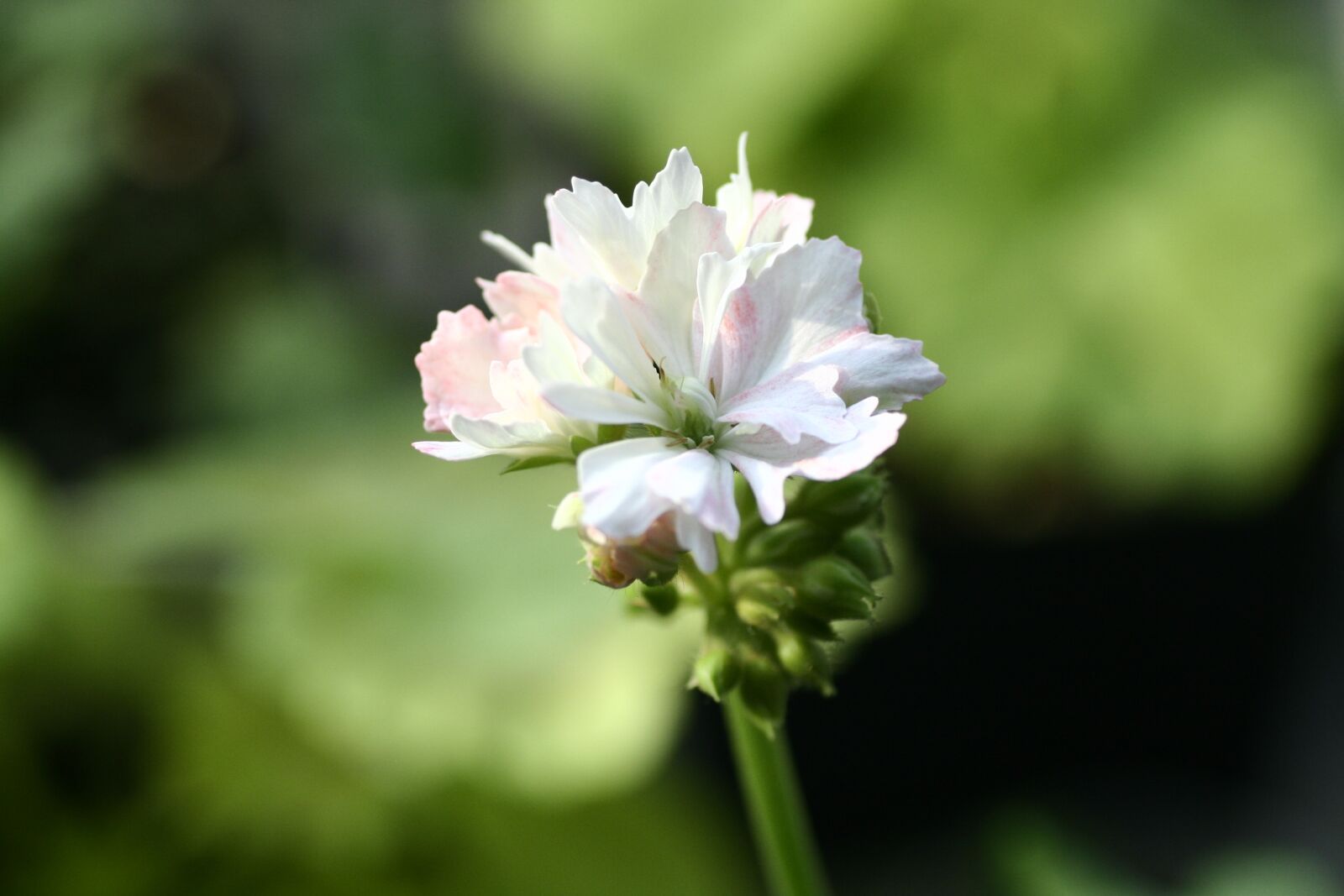 Canon EOS 350D (EOS Digital Rebel XT / EOS Kiss Digital N) sample photo. Geranium, flowers photography
