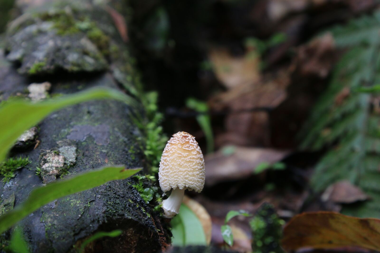 Canon EOS 70D + Canon EF-S 18-55mm F3.5-5.6 III sample photo. Mushrooms, mushroom, natural photography