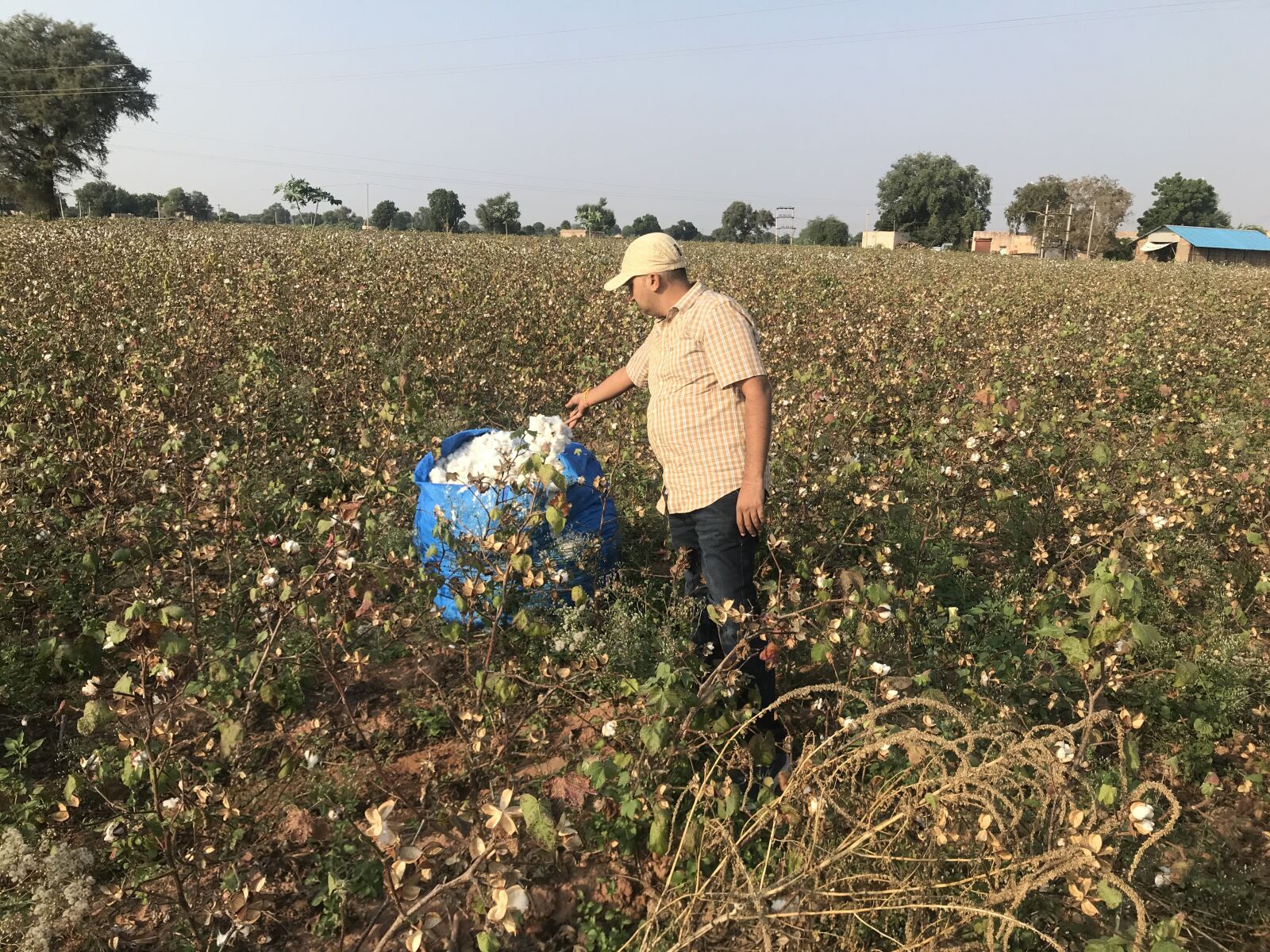 iPhone 7 back camera 3.99mm f/1.8 sample photo. Farm, person growing cotton photography