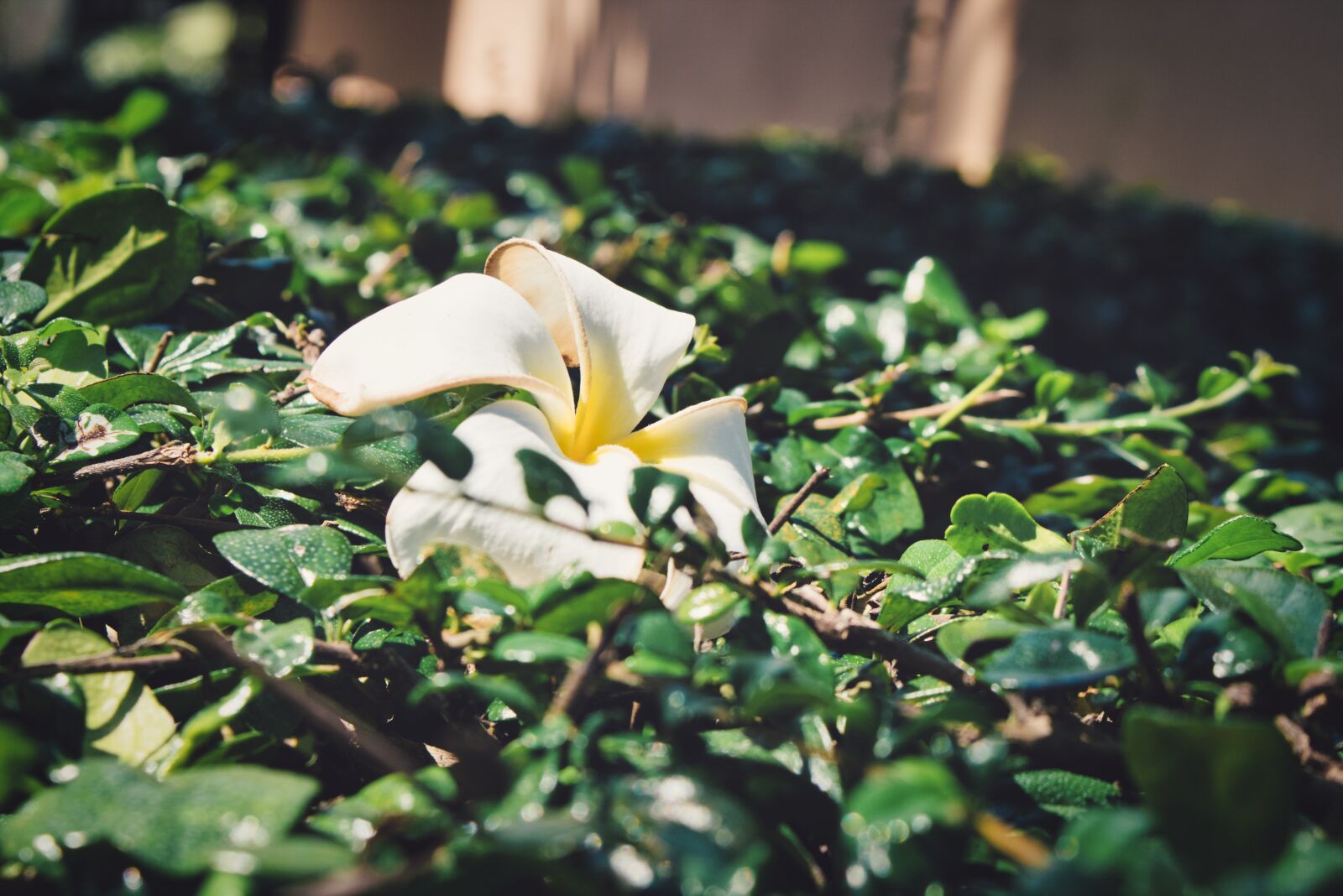 Canon EOS 750D (EOS Rebel T6i / EOS Kiss X8i) sample photo. Botany, soft, relax photography